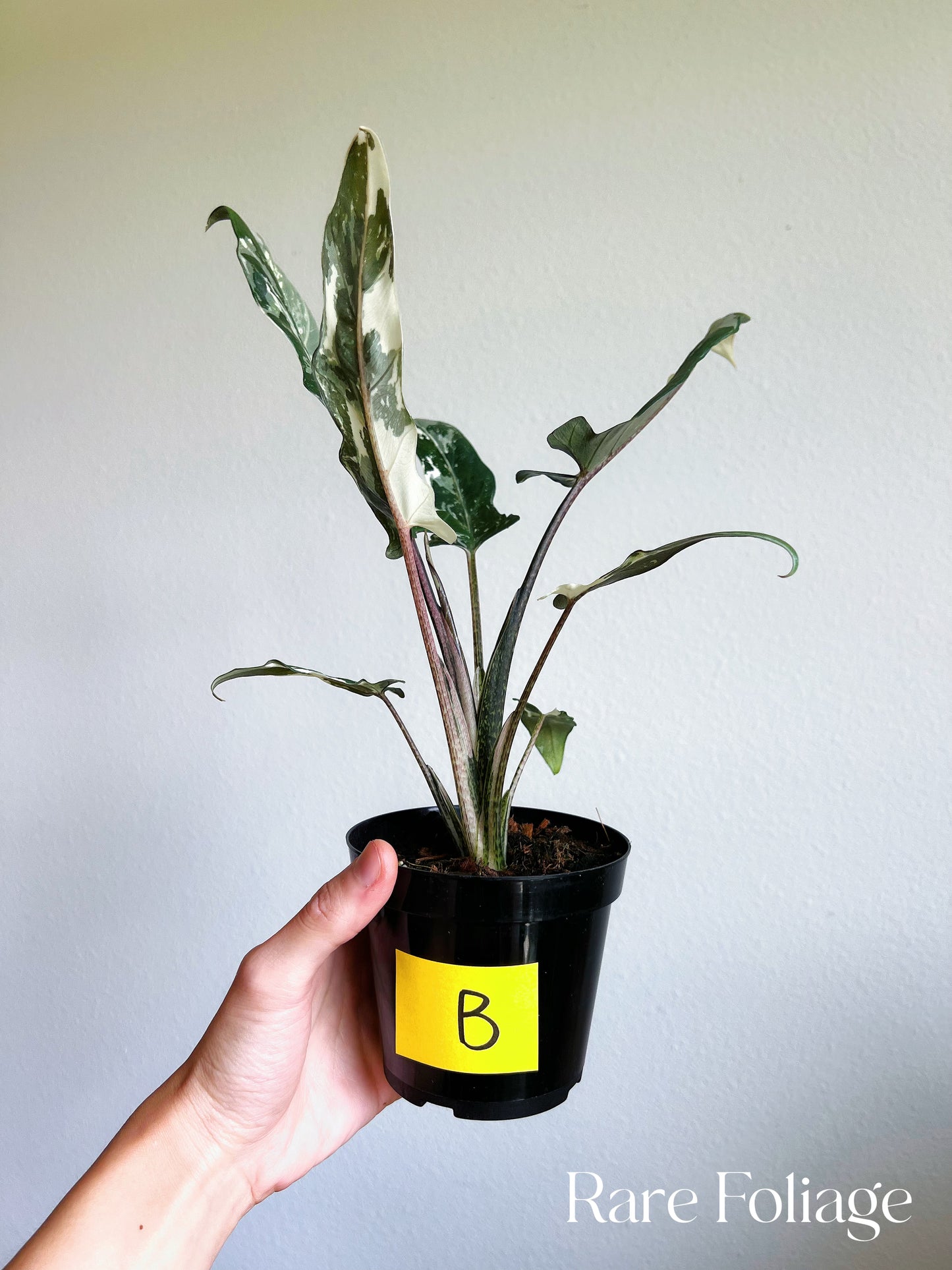 Alocasia Lauterbachiana Albo Variegated 4"