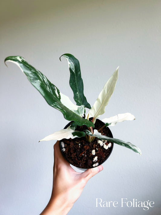 Alocasia Lauterbachiana Albo Variegated 4"