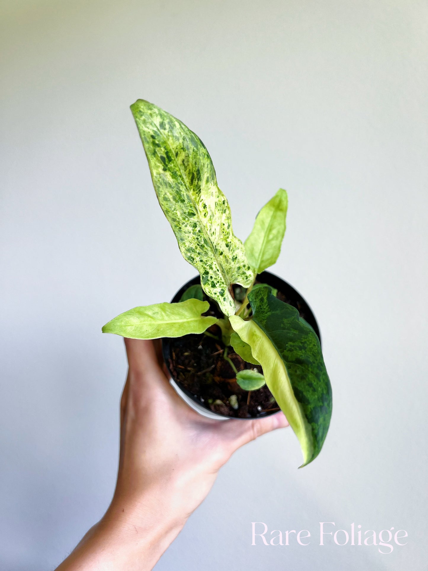 Alocasia Lauterbachiana Mint Variegated 4"