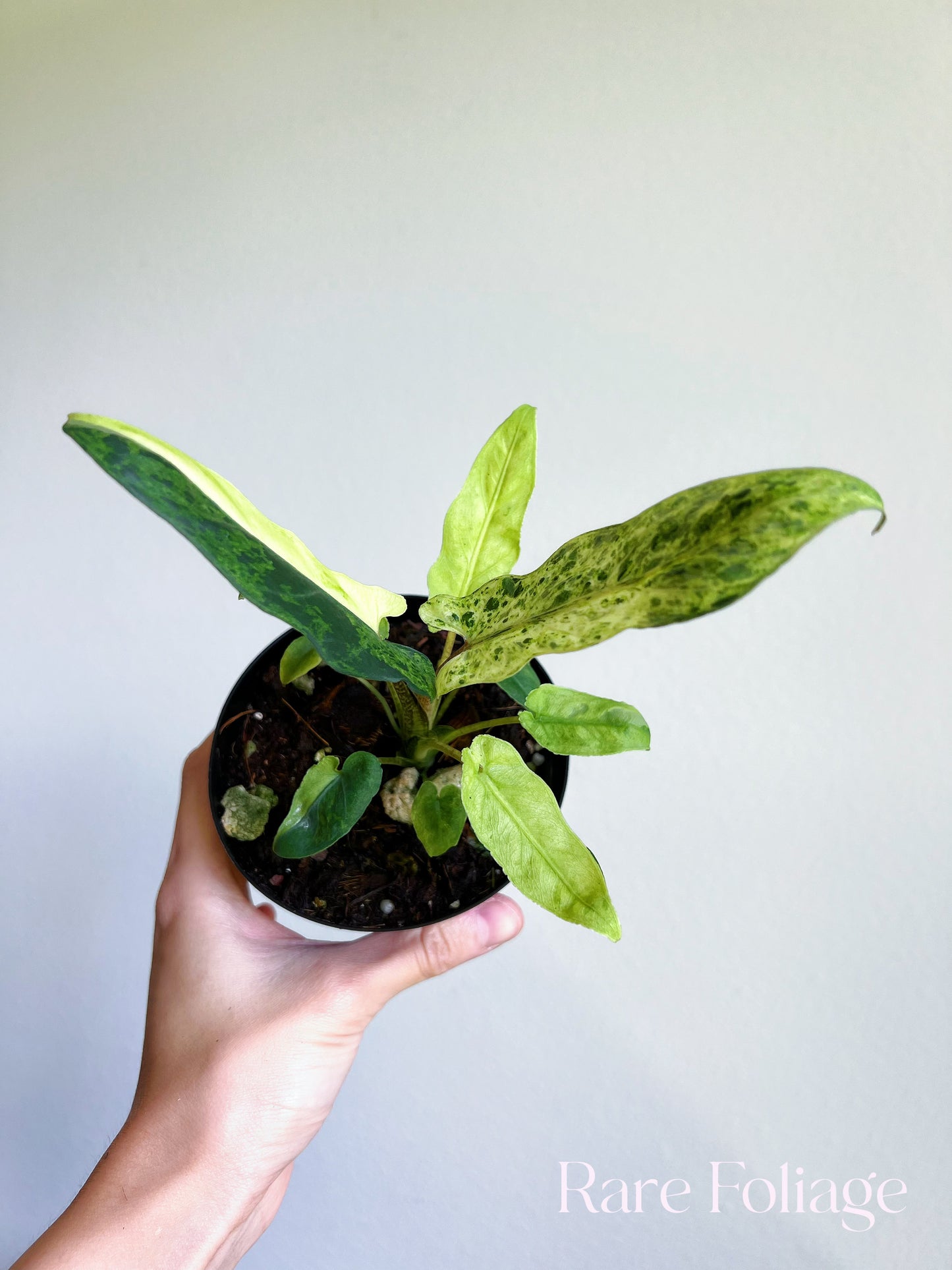 Alocasia Lauterbachiana Mint Variegated 4"