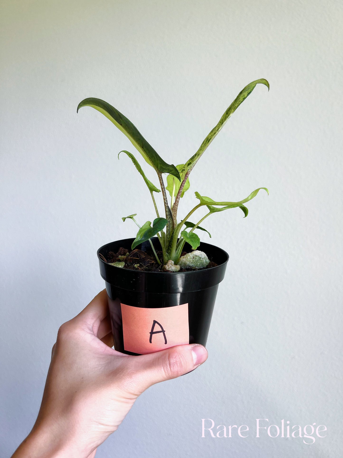 Alocasia Lauterbachiana Mint Variegated 4"