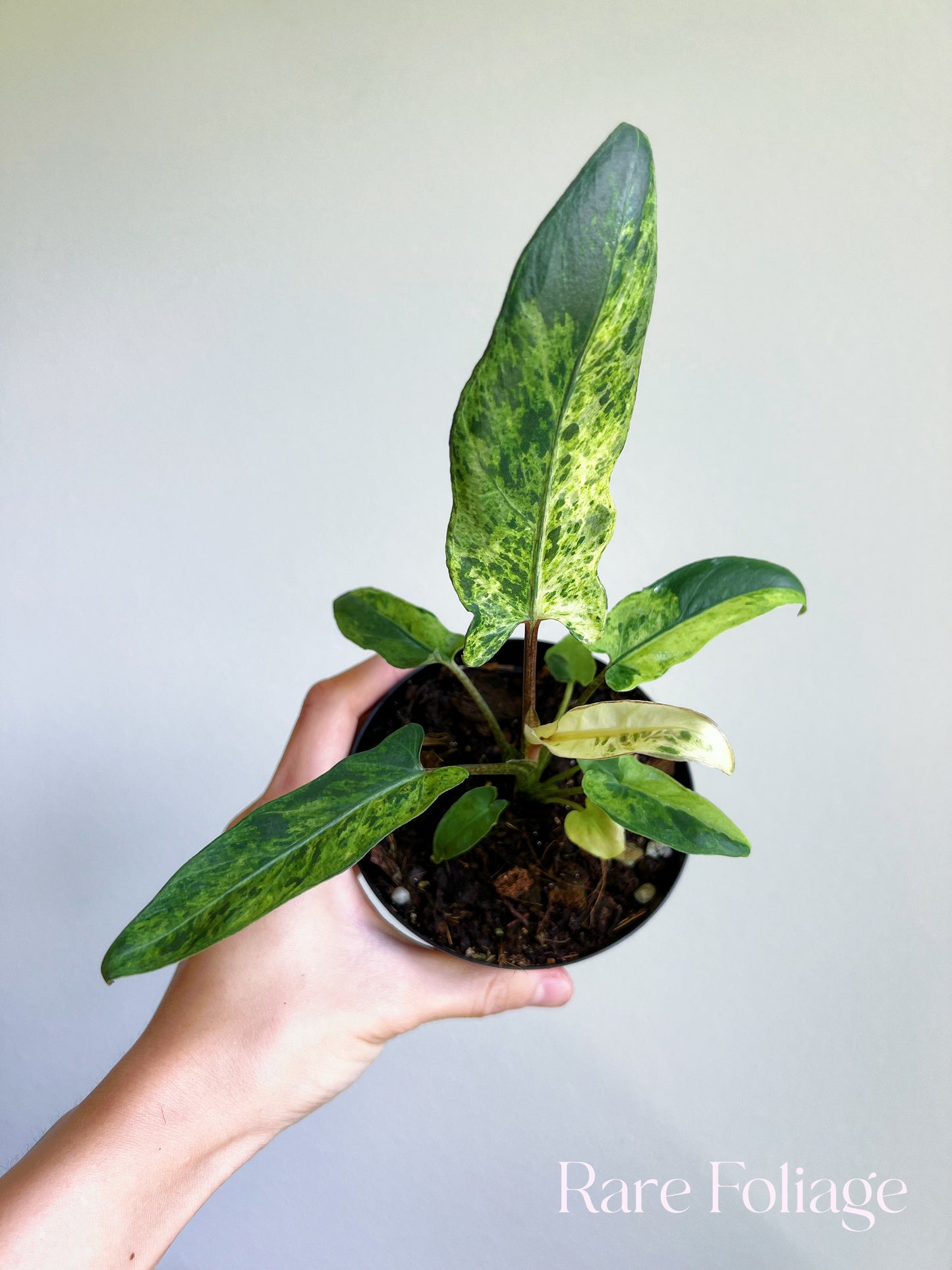 Alocasia Lauterbachiana Mint Variegated 4"