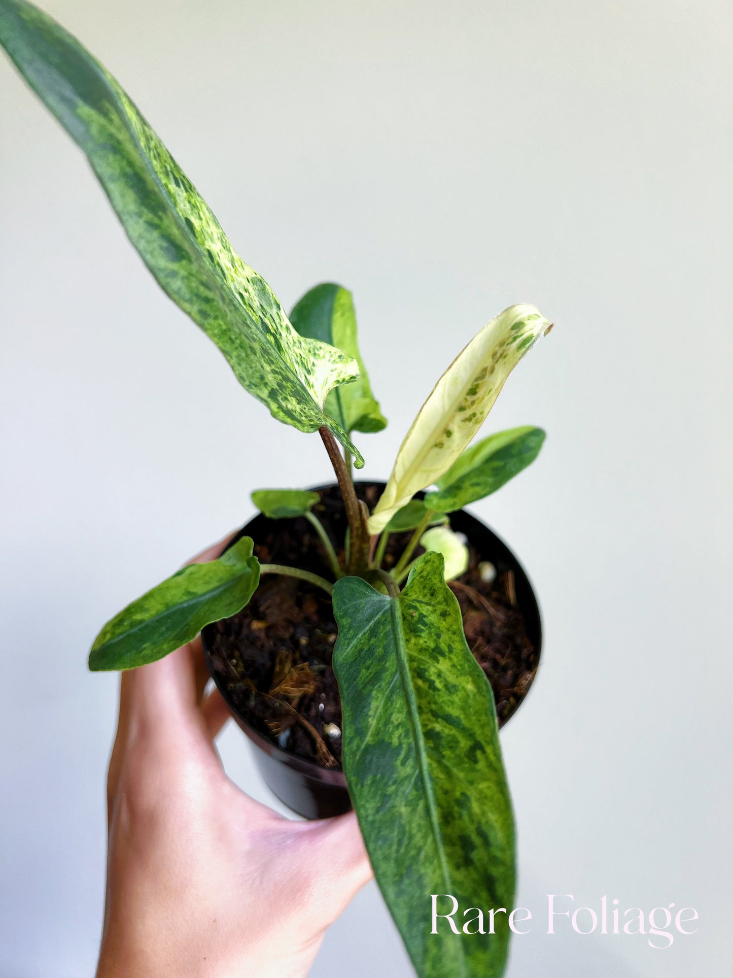 Alocasia Lauterbachiana Mint Variegated 4"