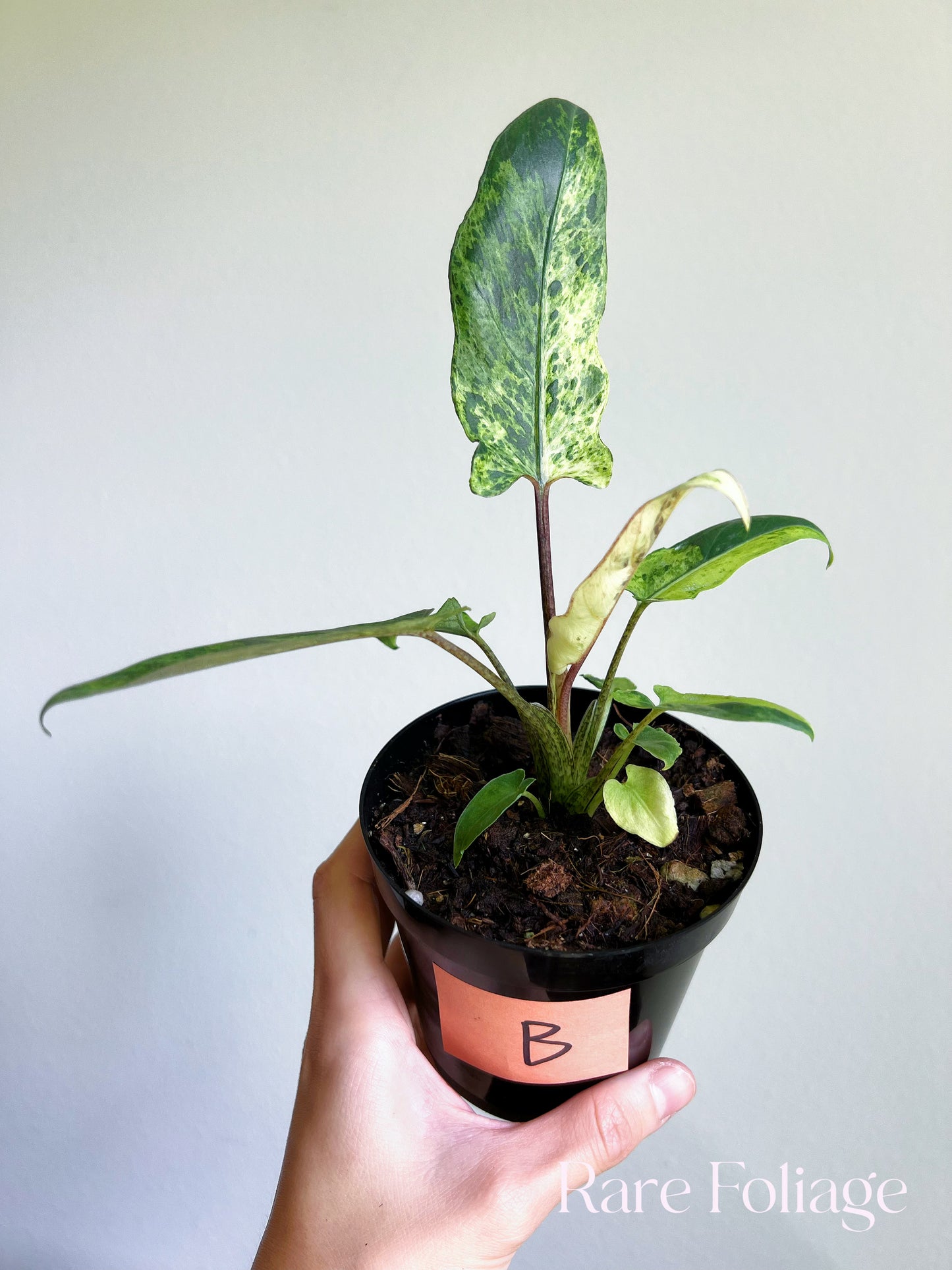 Alocasia Lauterbachiana Mint Variegated 4"