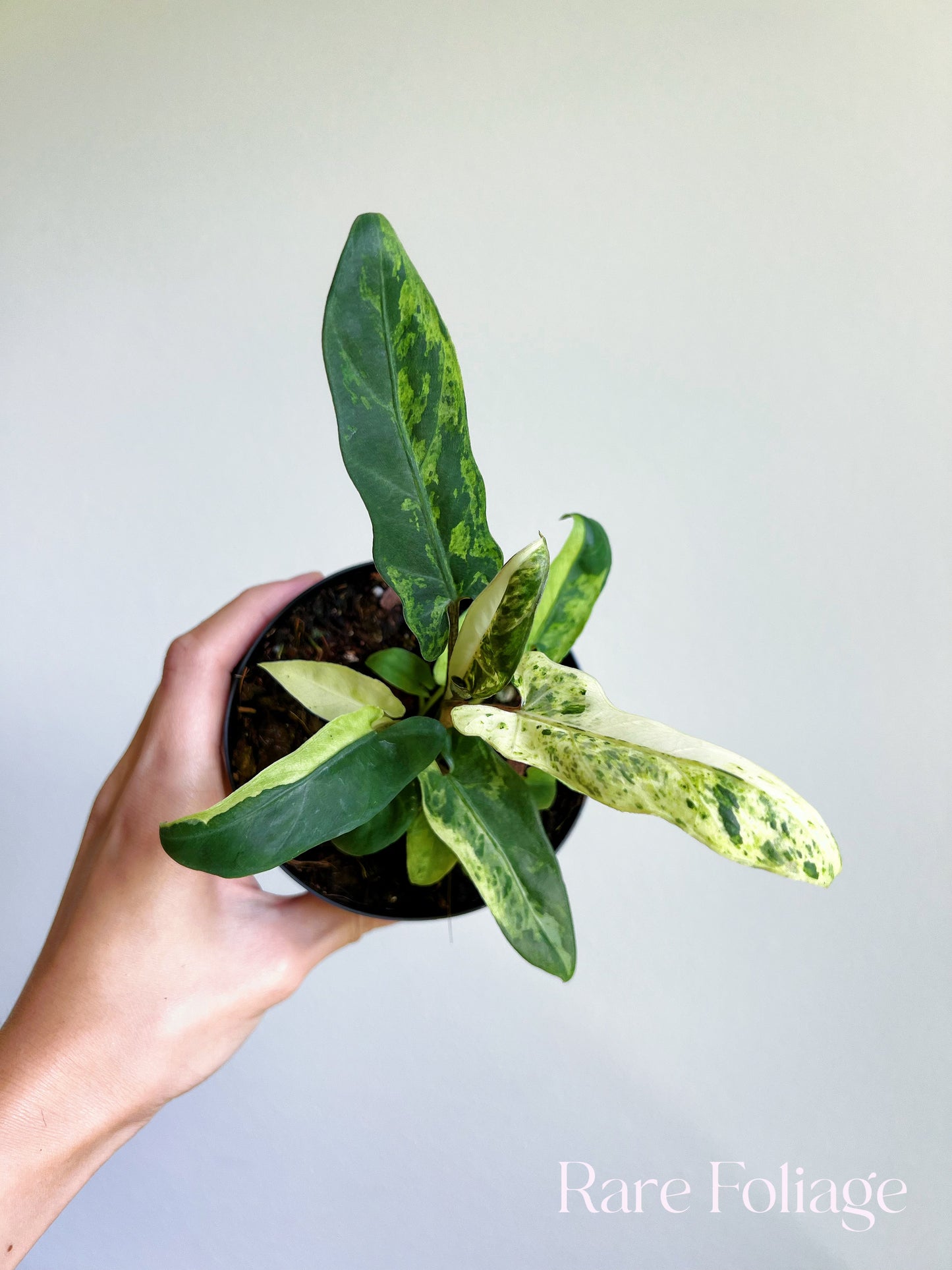 Alocasia Lauterbachiana Mint Variegated 4"