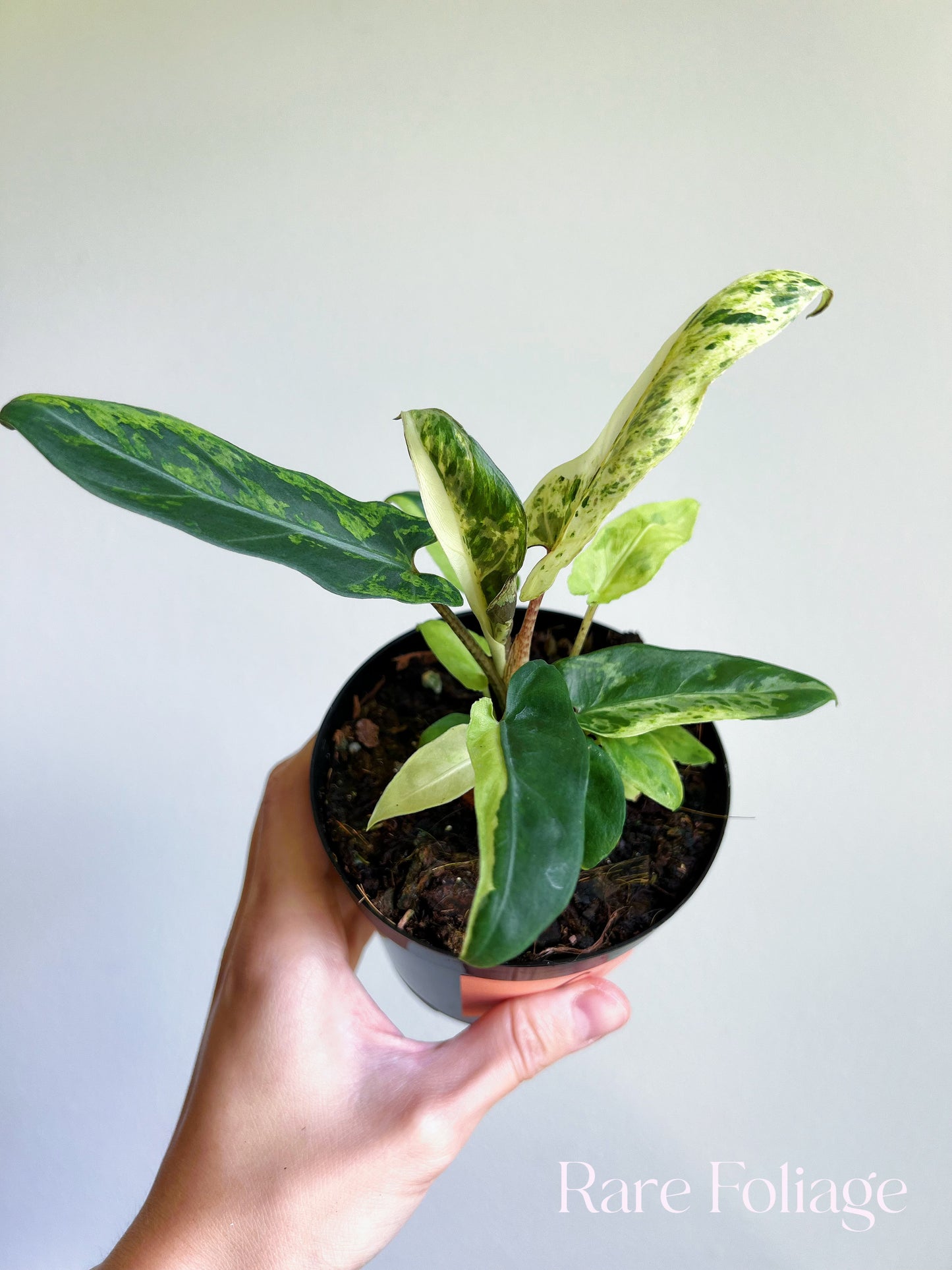 Alocasia Lauterbachiana Mint Variegated 4"