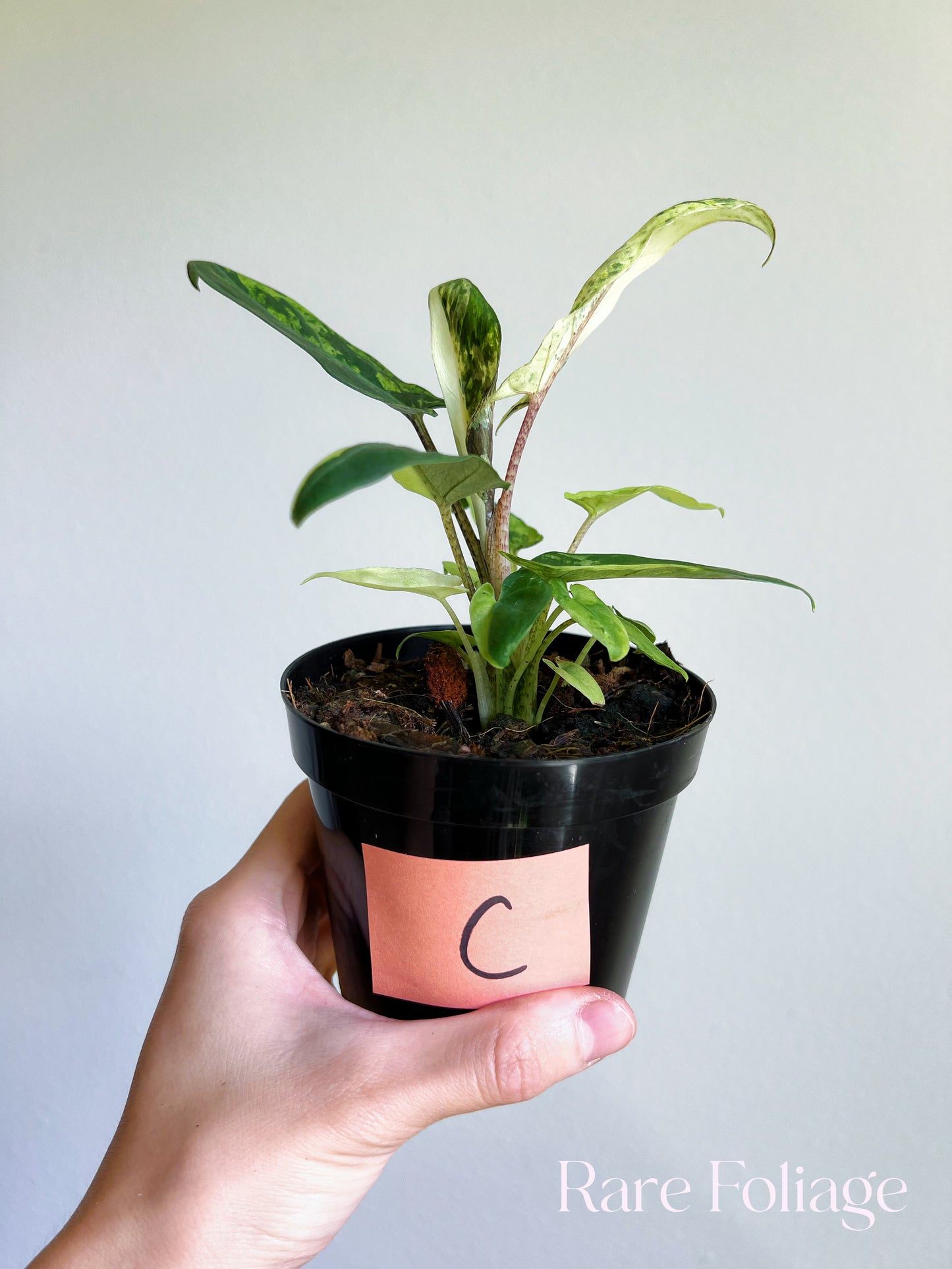 Alocasia Lauterbachiana Mint Variegated 4"