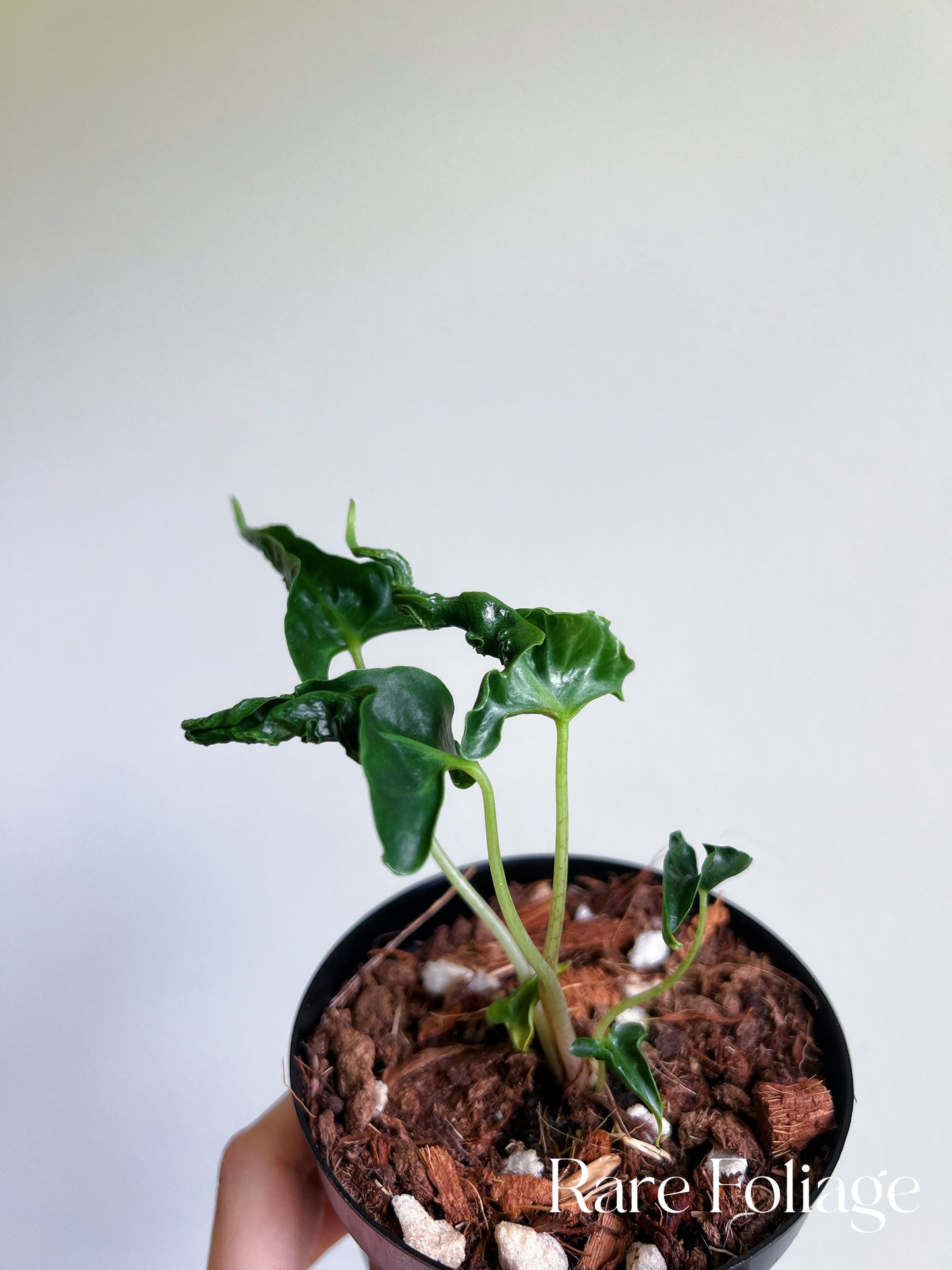 Alocasia Loco 4”