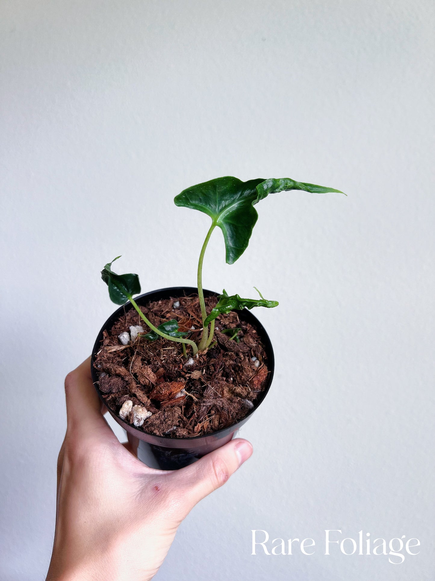 Alocasia Loco 4”