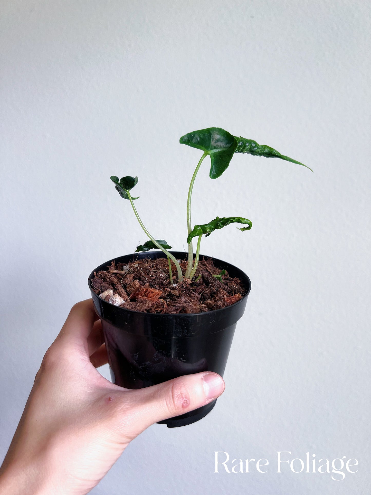 Alocasia Loco 4”