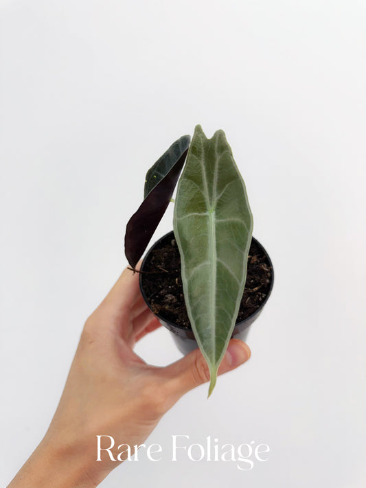 Alocasia Longiloba Purple 3”