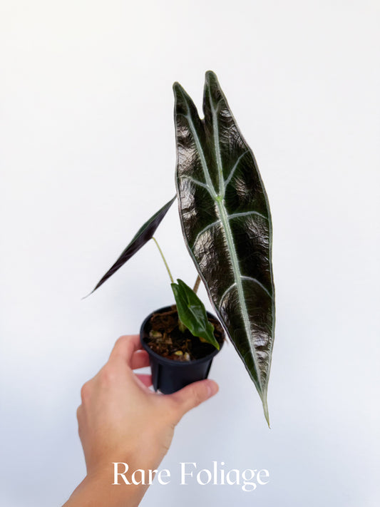 Alocasia Longiloba Purple 3" Large