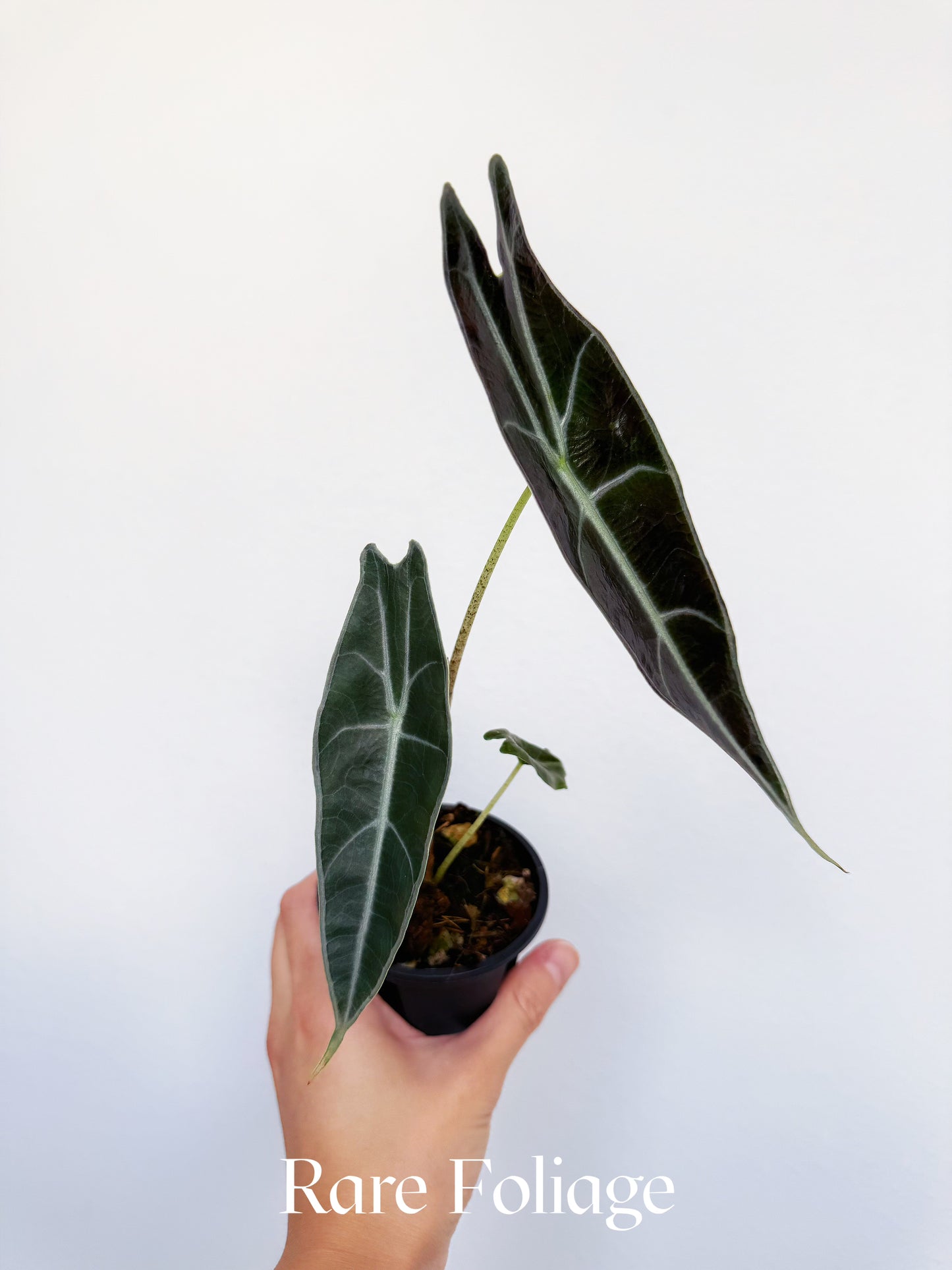 Alocasia Longiloba Purple 3" Large