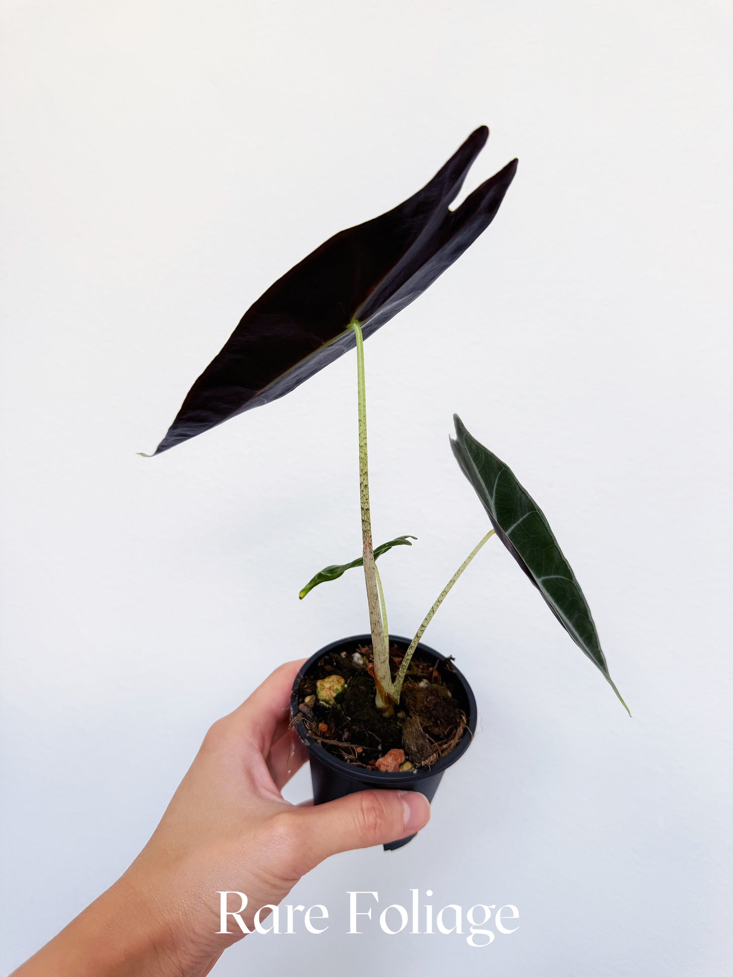 Alocasia Longiloba Purple 3" Large