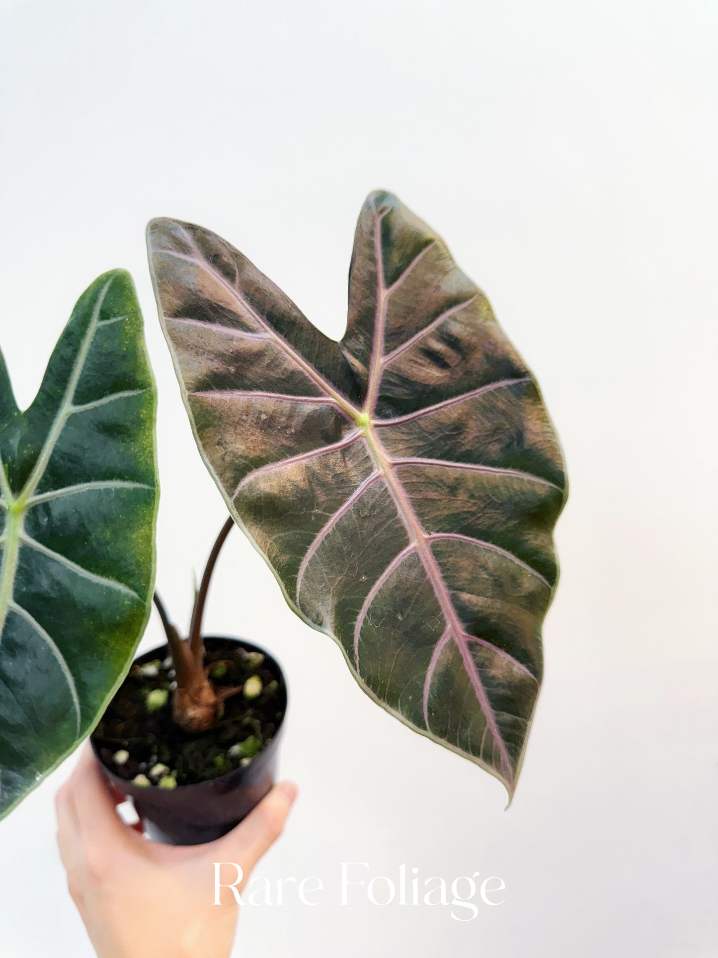 Alocasia Longiloba Suhirmaniana Purple Vein 4"