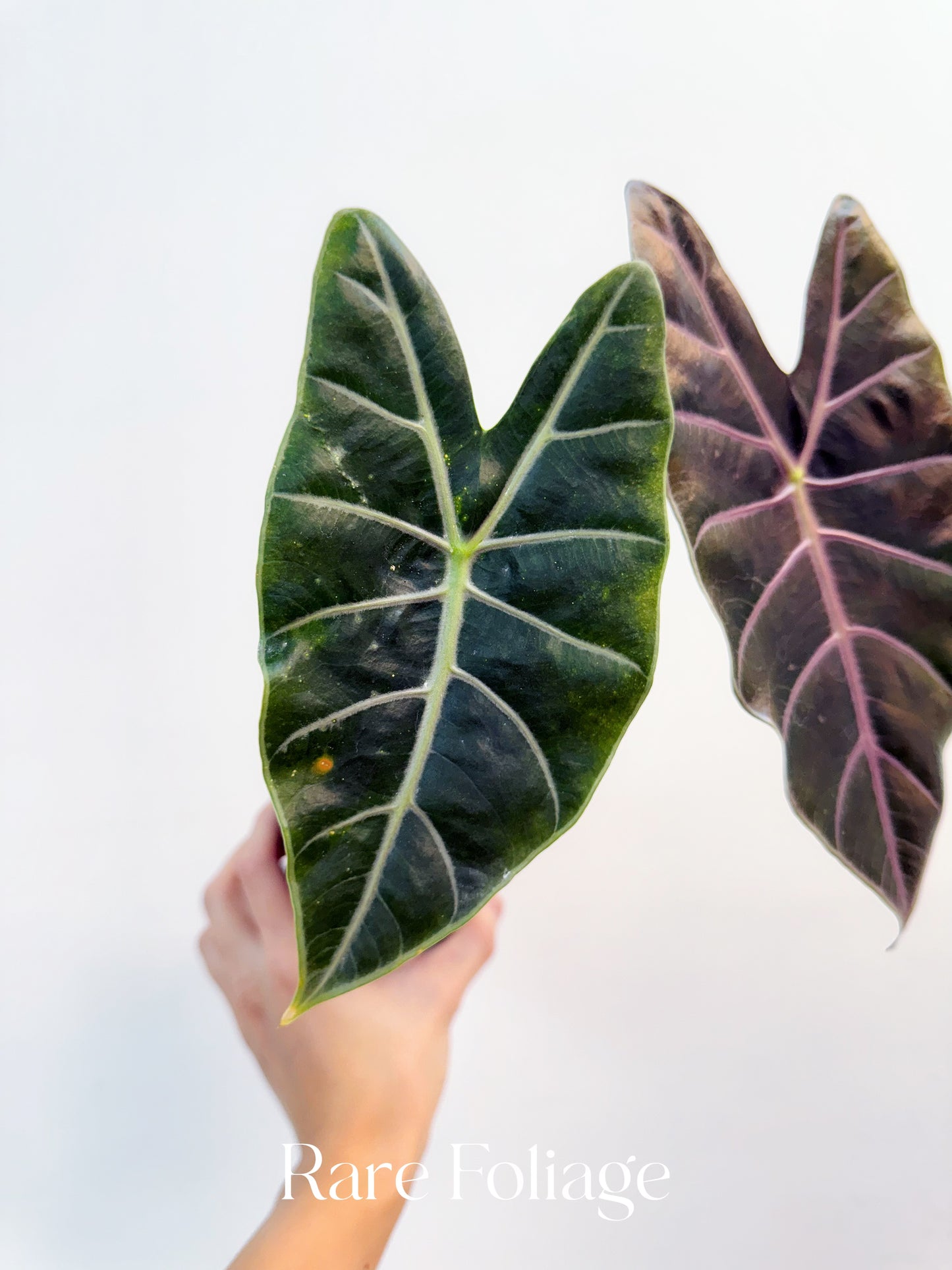 Alocasia Longiloba Suhirmaniana Purple Vein 4"