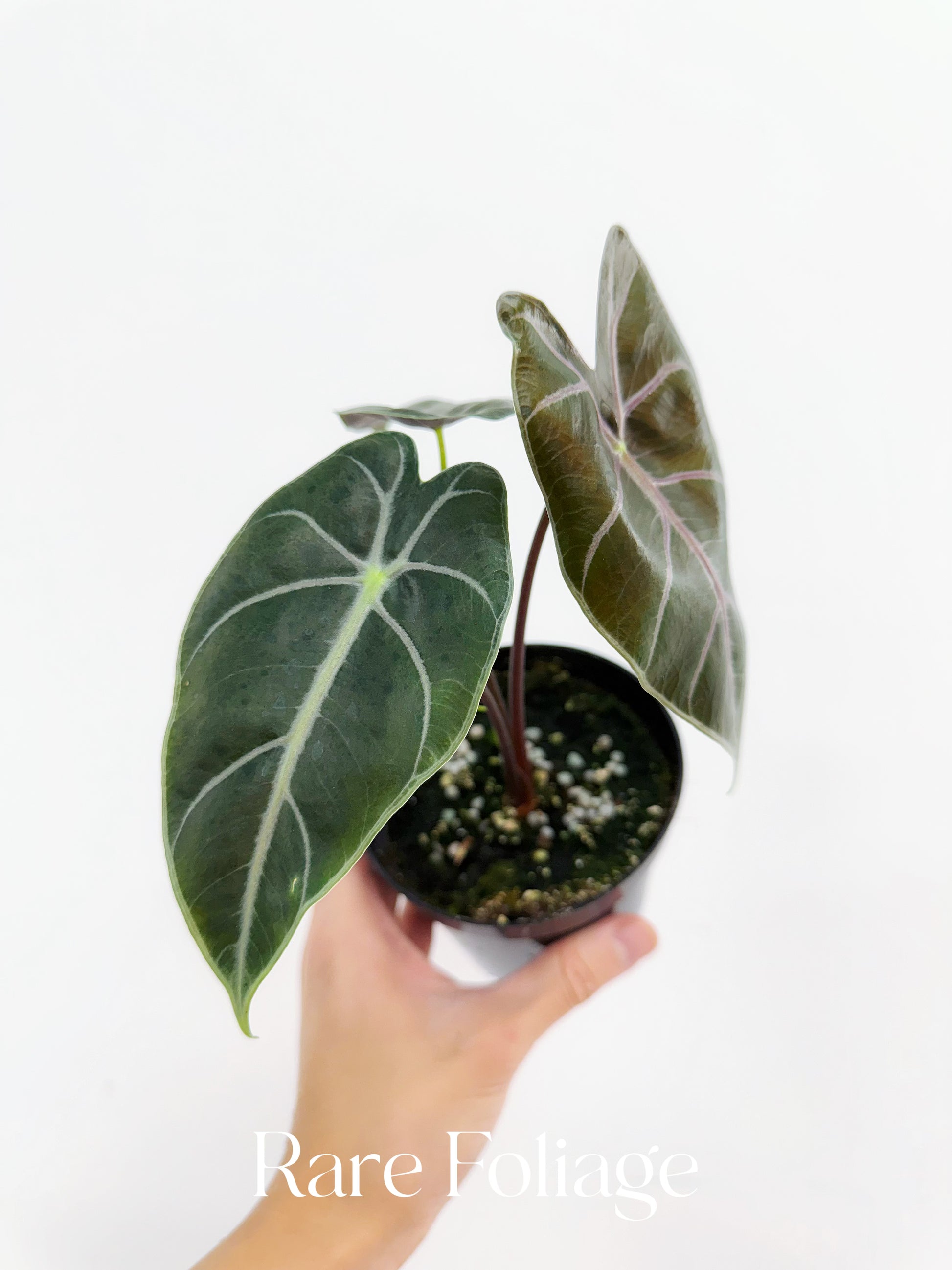 Alocasia Longiloba Purple Vein 4” – Rare Foliage Plant Co Alocasia Longiloba Purple Vein 4” – Rare Foliage Plant Co