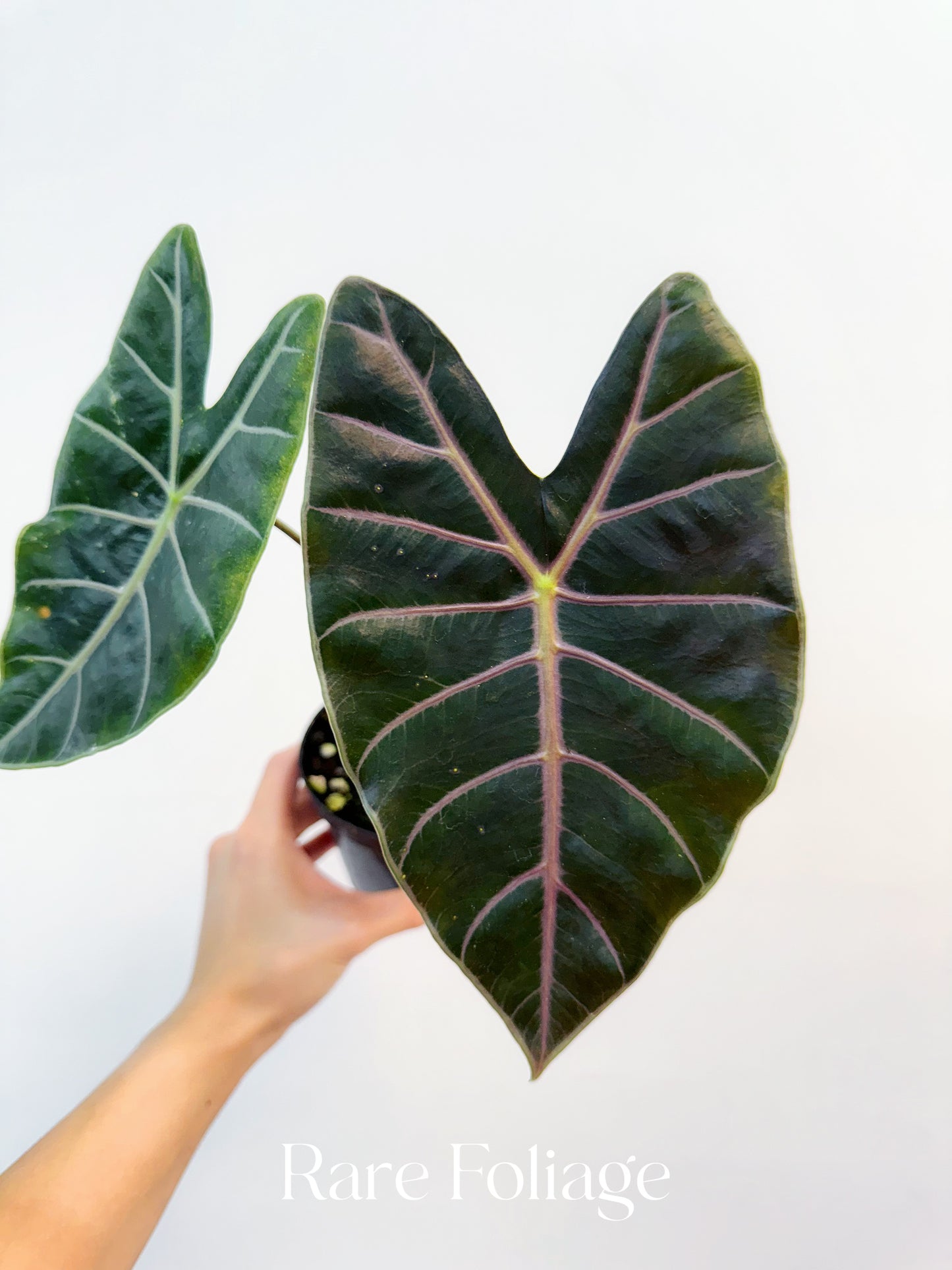 Alocasia Longiloba Suhirmaniana Purple Vein 4"