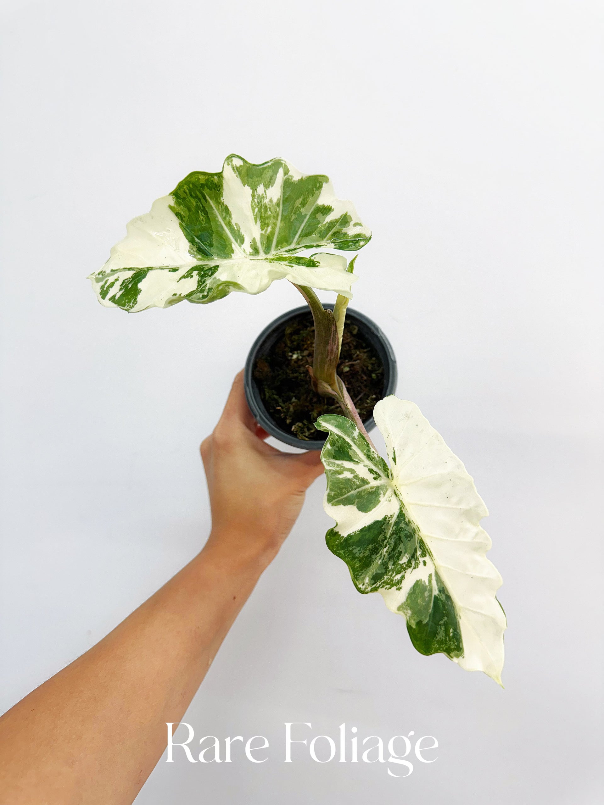 Alocasia Low Rider Albo Variegated 4” Exact Plant – Rare Foliage