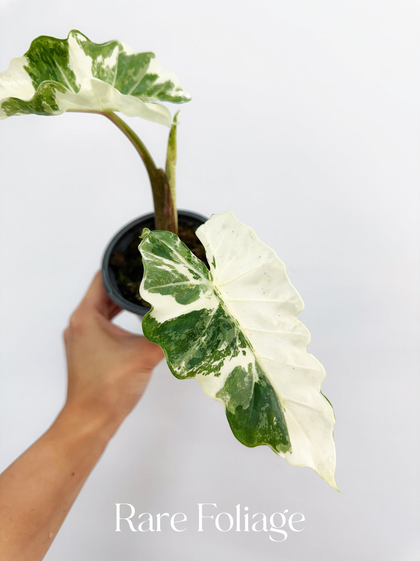low rider elephant ear plant Alocasia Low Rider Albo Variegated 4” Exact Plant – Rare Foliage Plant Co