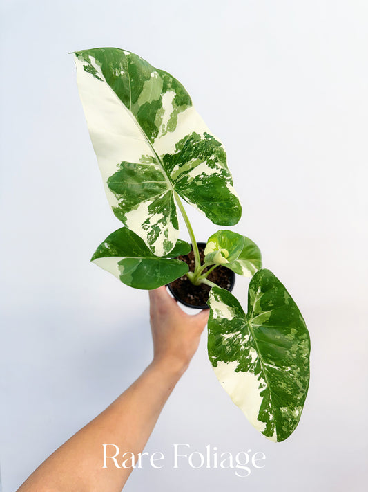 Alocasia Macrorrhiza ‘Appaloosa Gold’ 4”