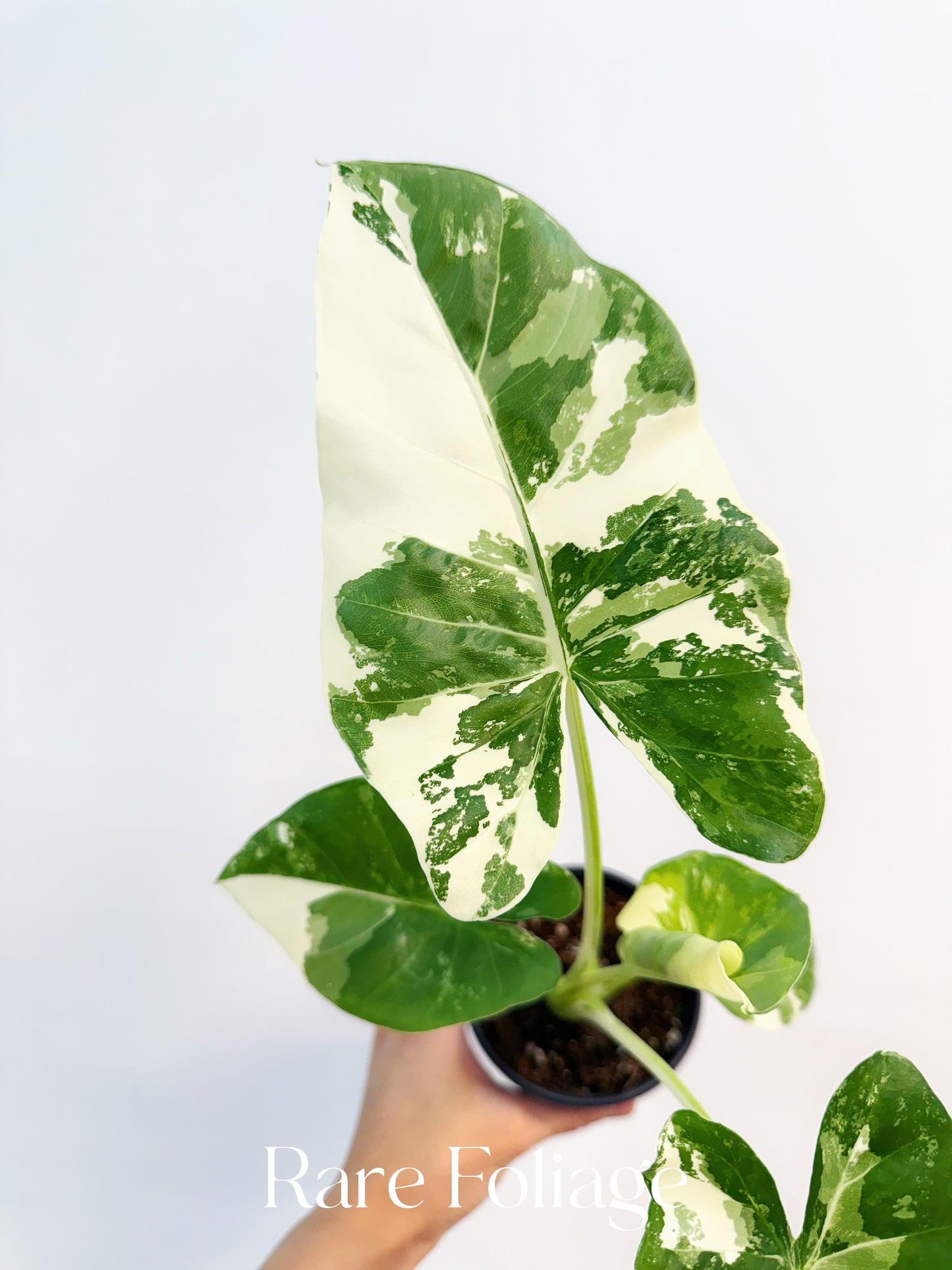 Alocasia Macrorrhiza ‘Appaloosa Gold’ 4”