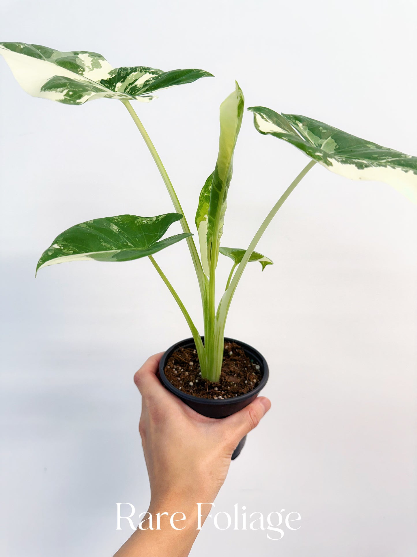 Alocasia Macrorrhiza ‘Appaloosa Gold’ 4”
