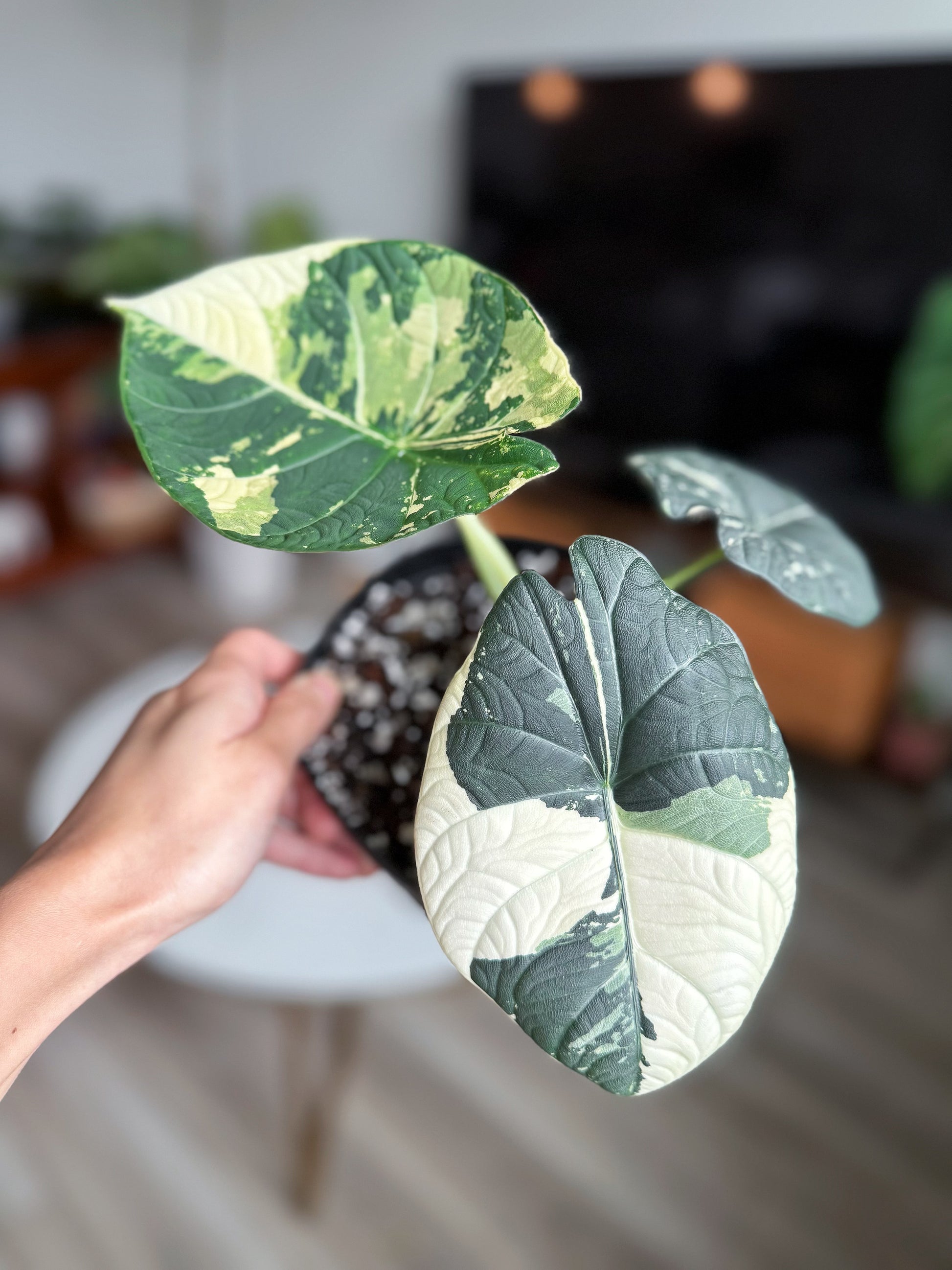 anthurium maharani Alocasia Maharani Albo Variegated (Tissue Culture)