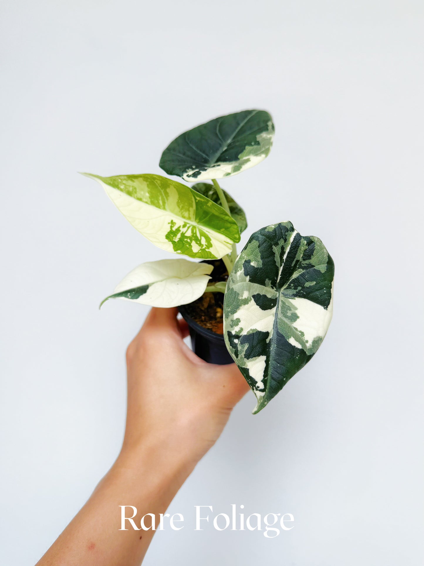 Alocasia Maharani Albo Variegated 3” Exact Plant