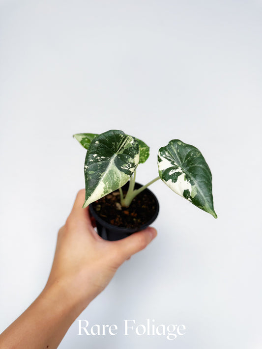 Alocasia Maharani Albo Variegated 3"