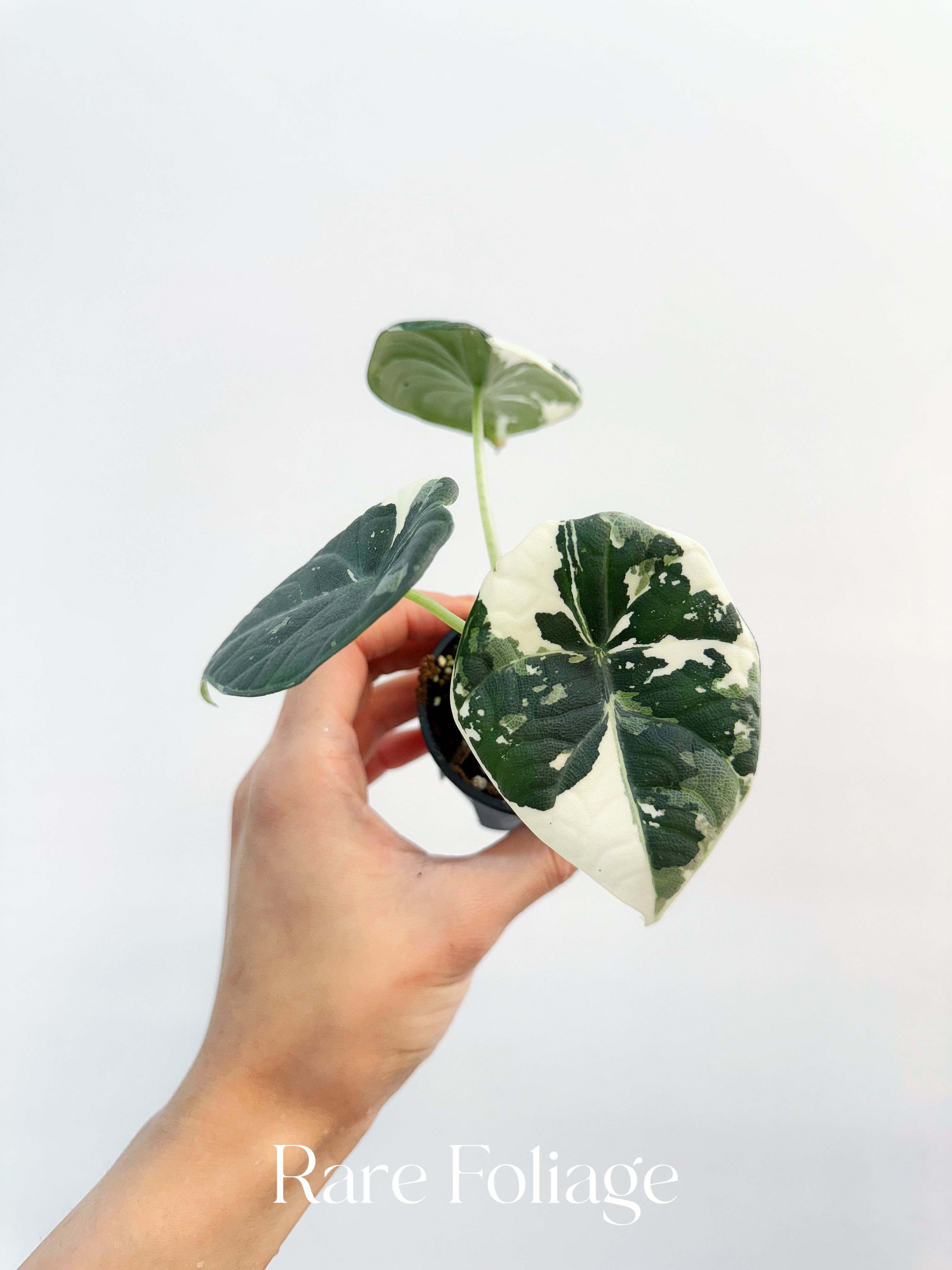 YO116 Alocasia Maharani Albo Variegated 017 アロカシア マハラニ