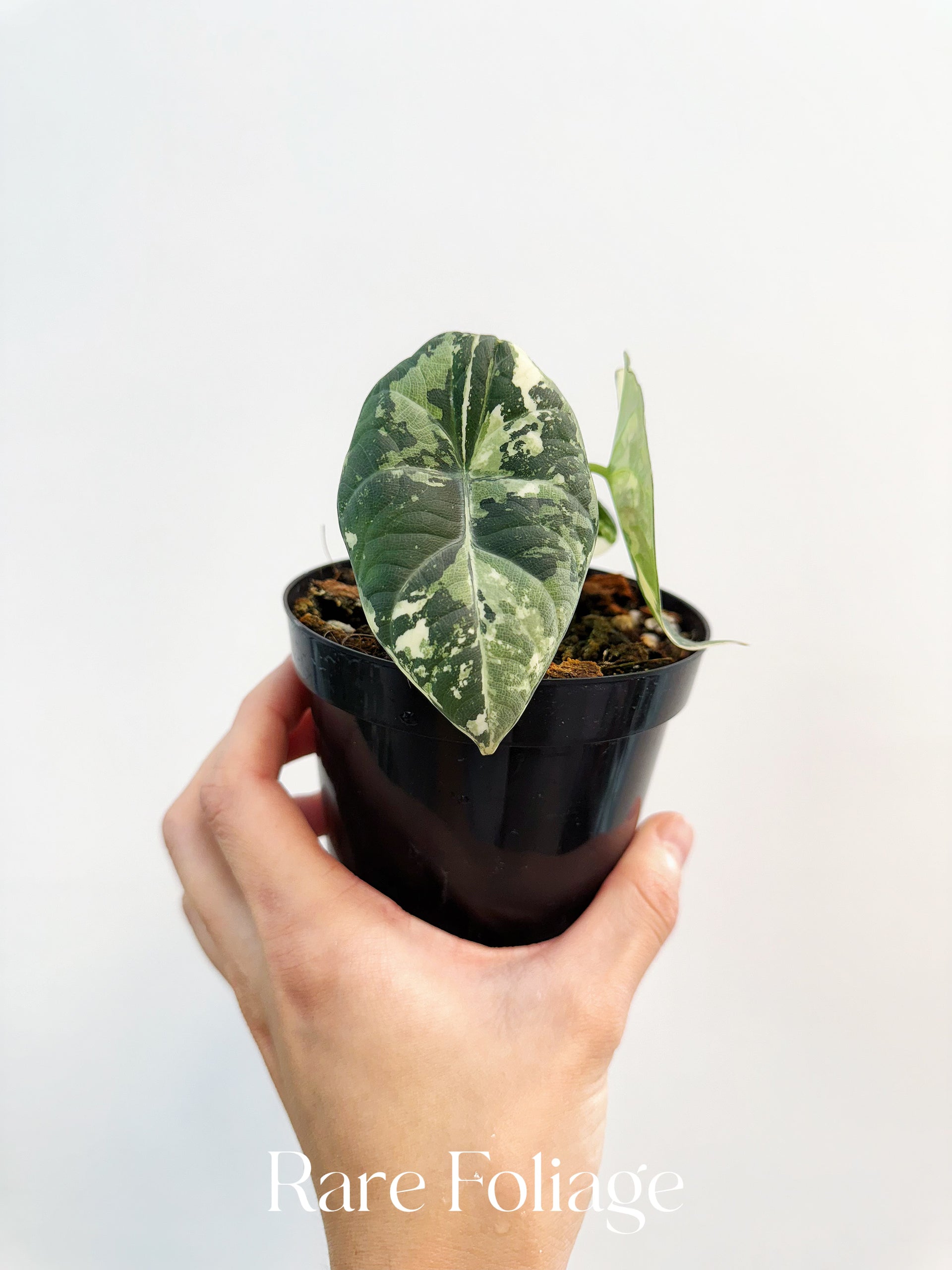 Alocasia Maharani Albo Variegated 4” Exact Plant – Rare Foliage