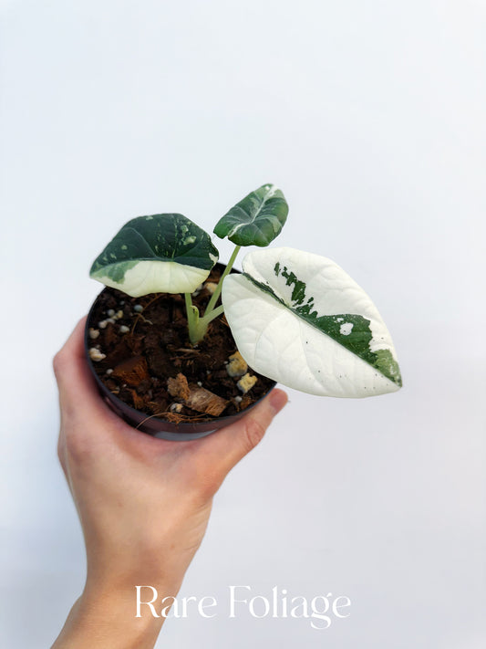 Alocasia Maharani Albo Variegated 3” Exact Plant