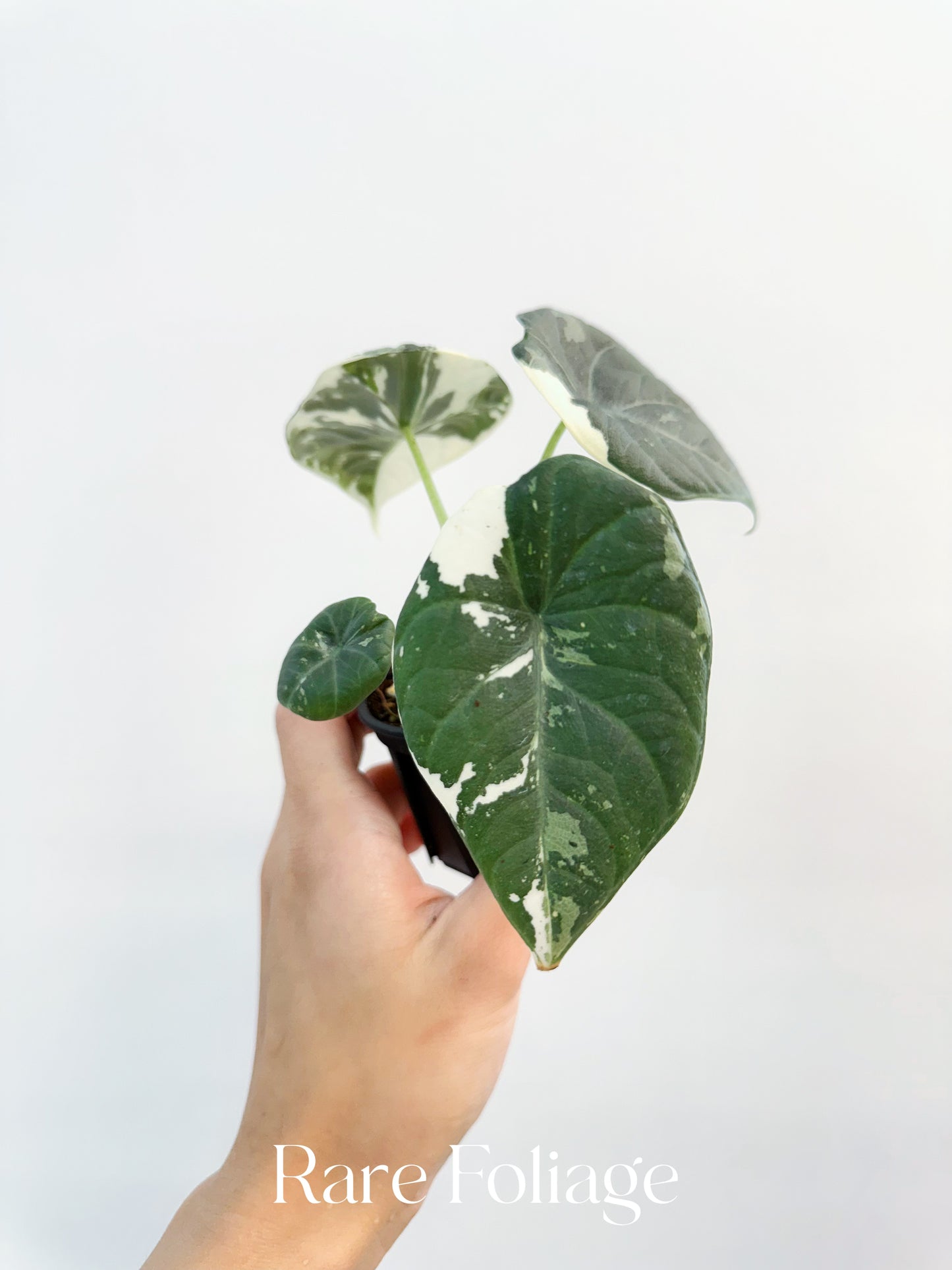 Alocasia Maharani Albo Variegated 3"