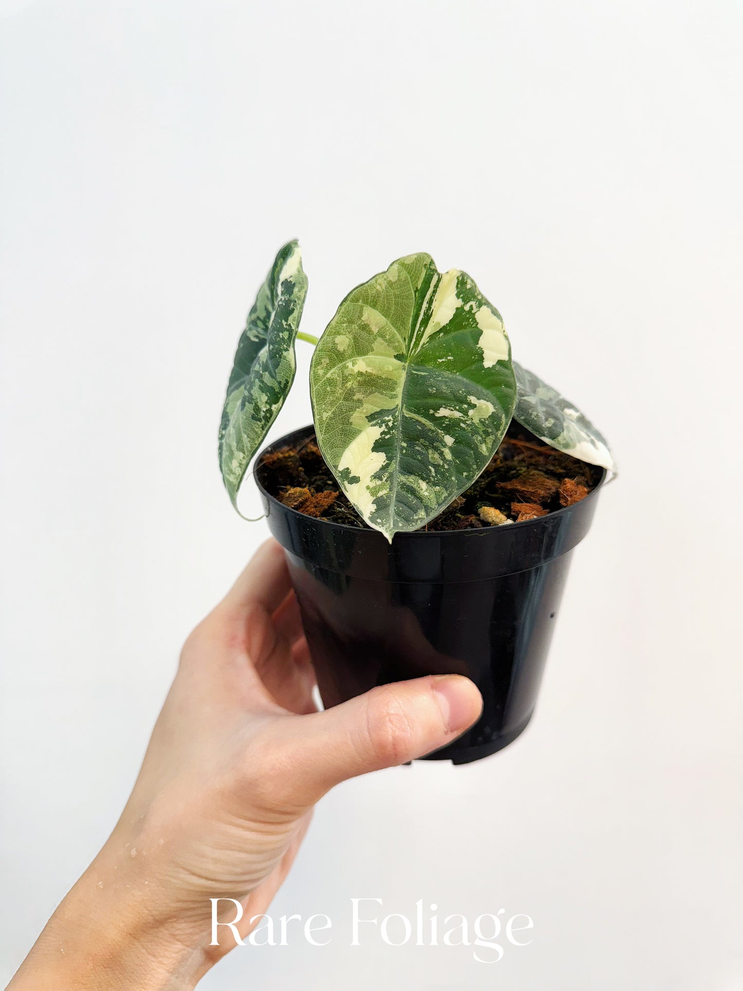 Alocasia Maharani Albo Variegated 4” Exact Plant – Rare Foliage
