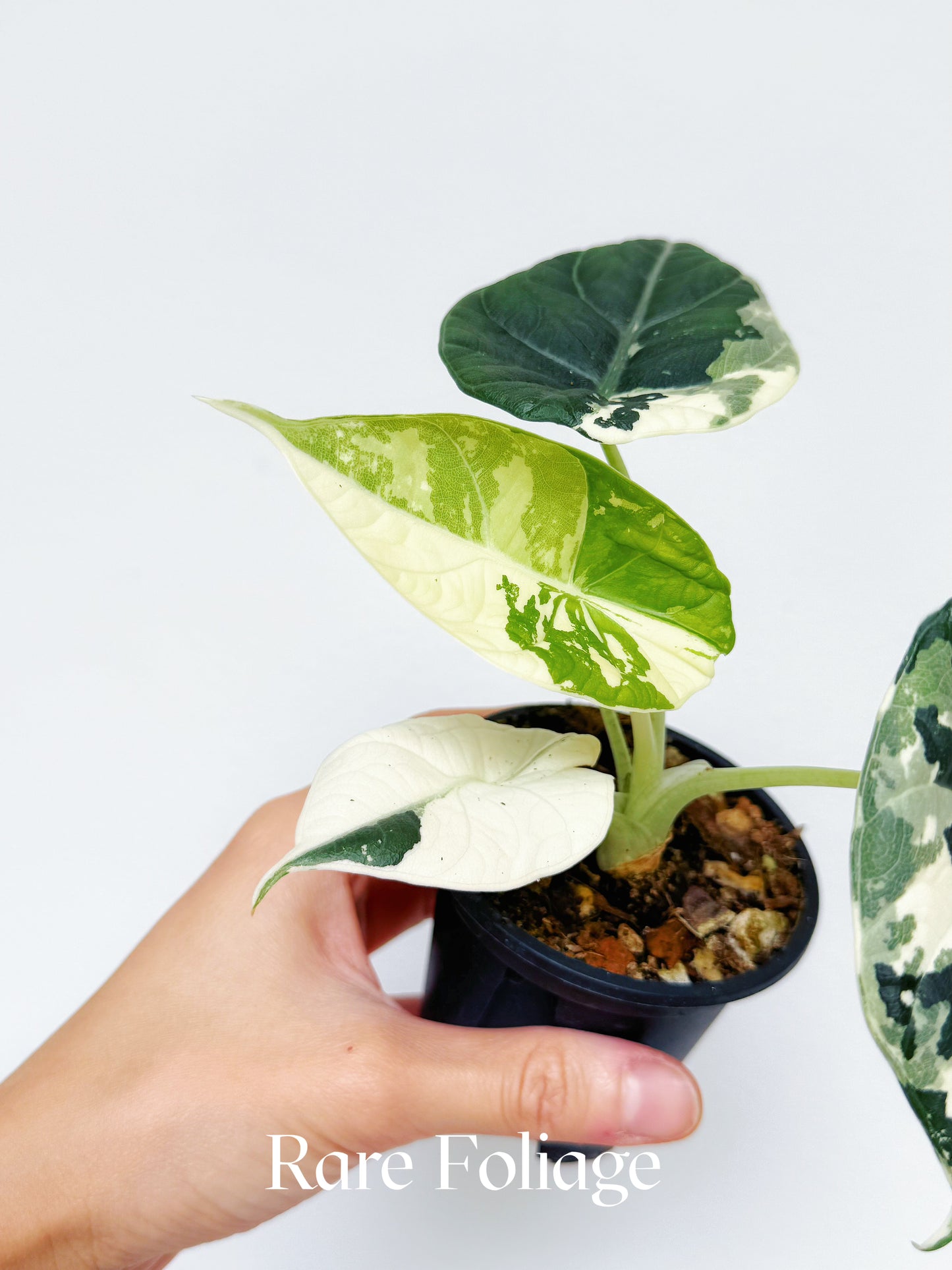 Alocasia Maharani Albo Variegated 3” Exact Plant