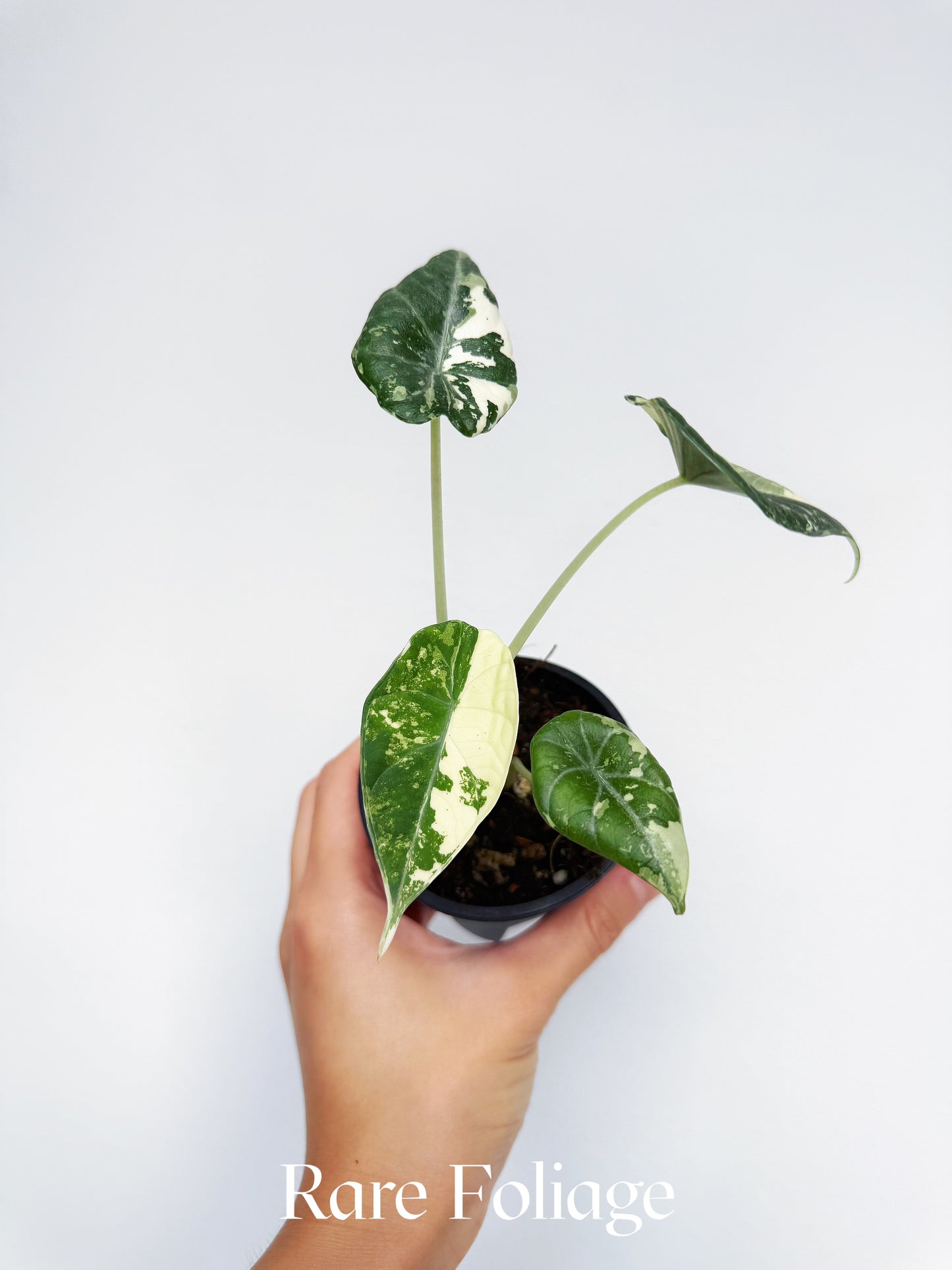 Alocasia Maharani Albo Variegated 3"