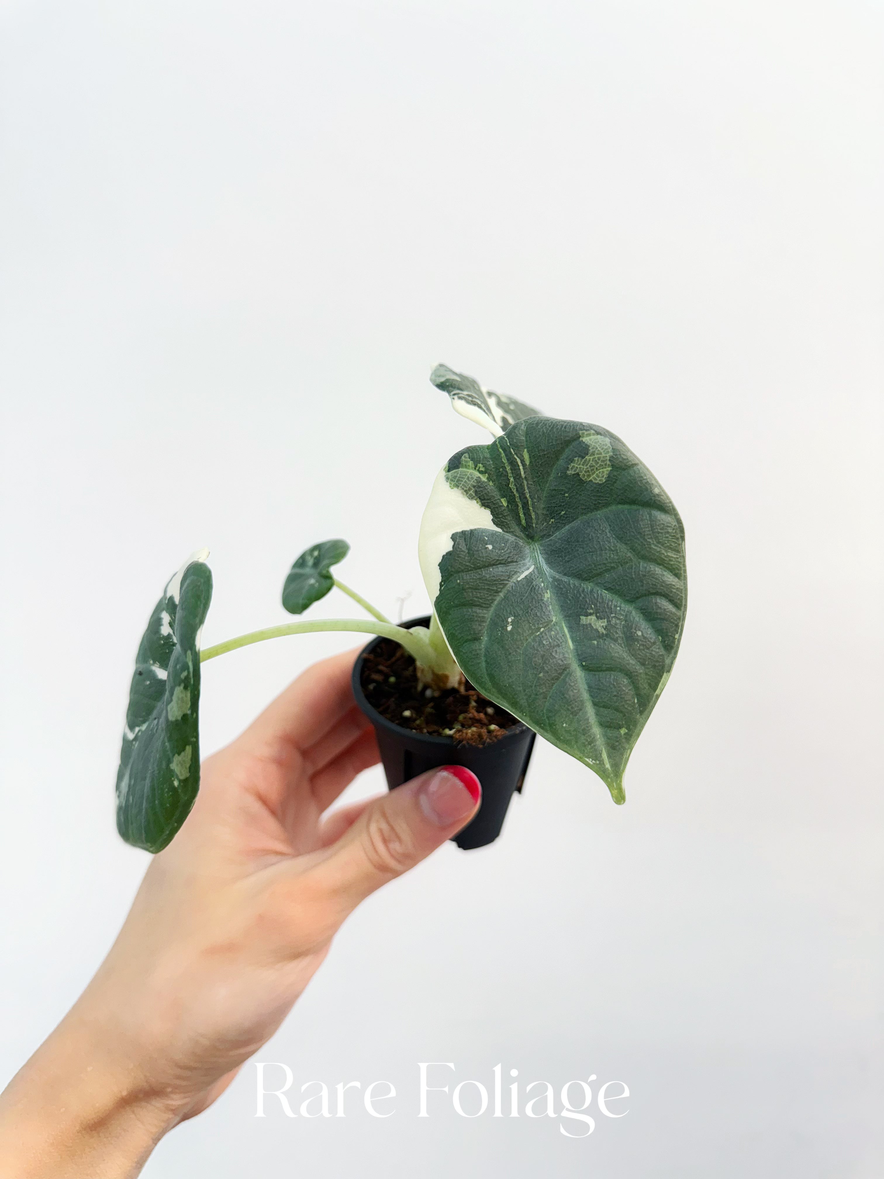 YO116 Alocasia Maharani Albo Variegated 017 アロカシア マハラニ