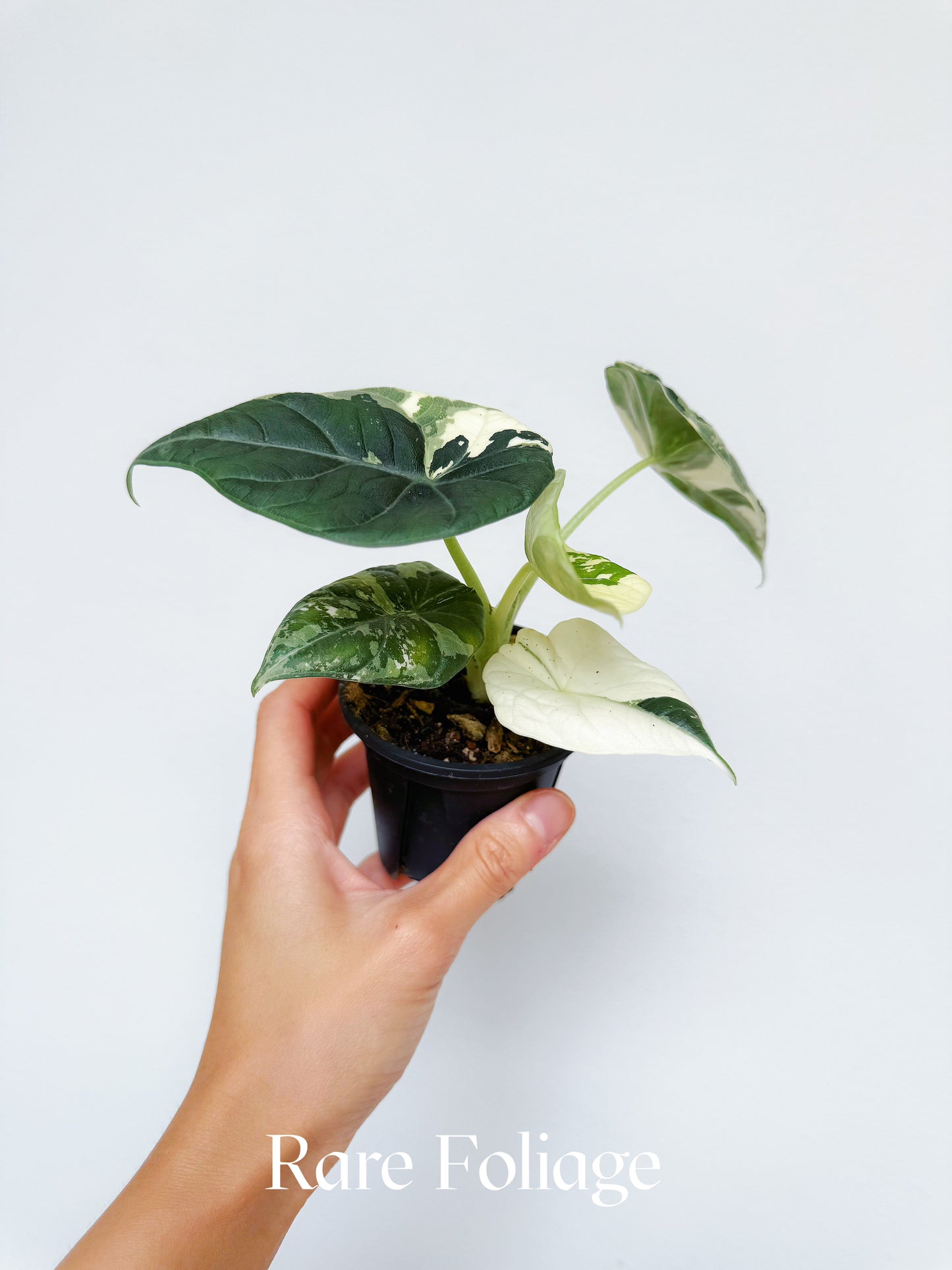 Alocasia Maharani Albo Variegated 3” Exact Plant