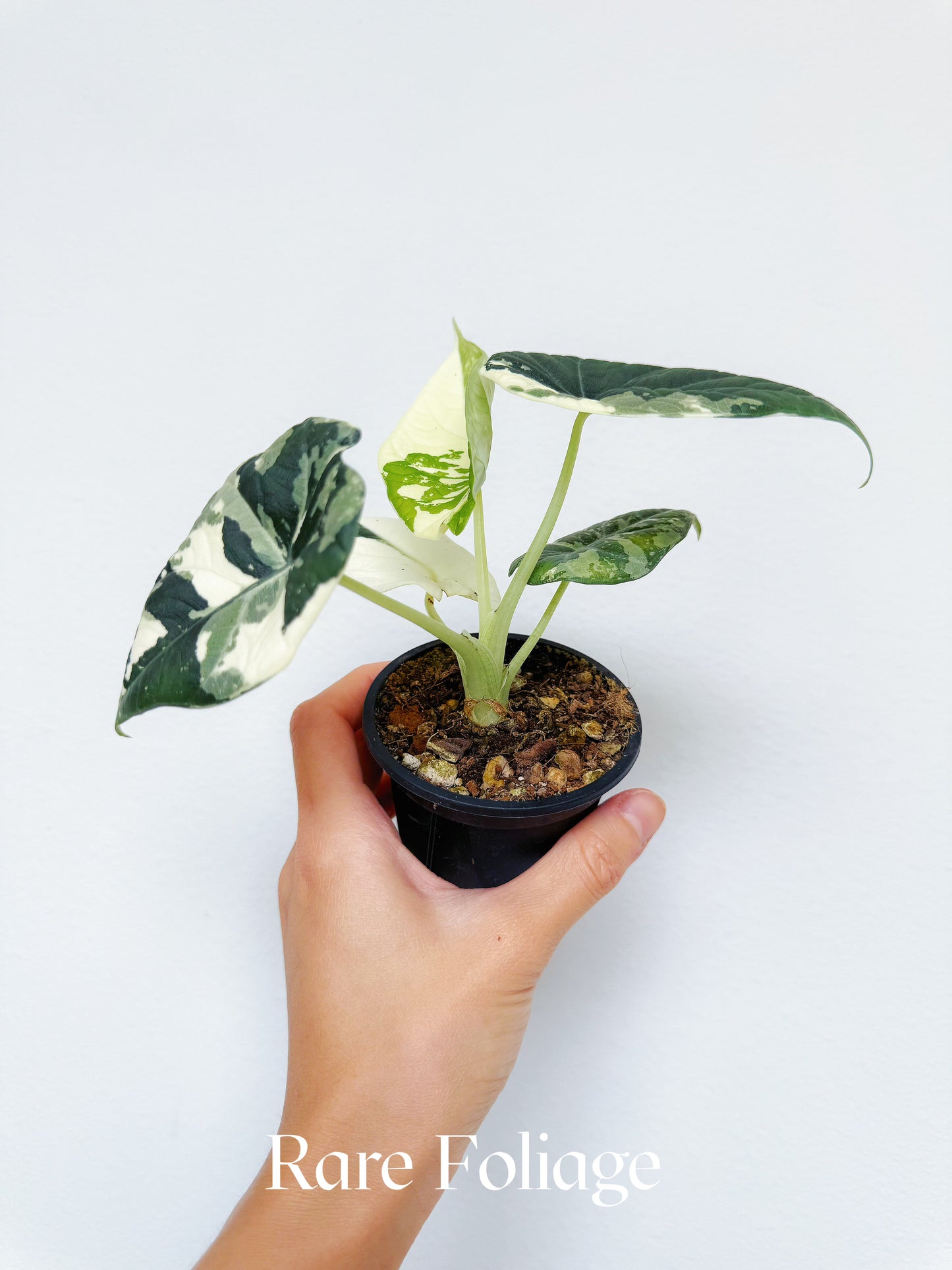 Alocasia Maharani Albo Variegated 3” Exact Plant
