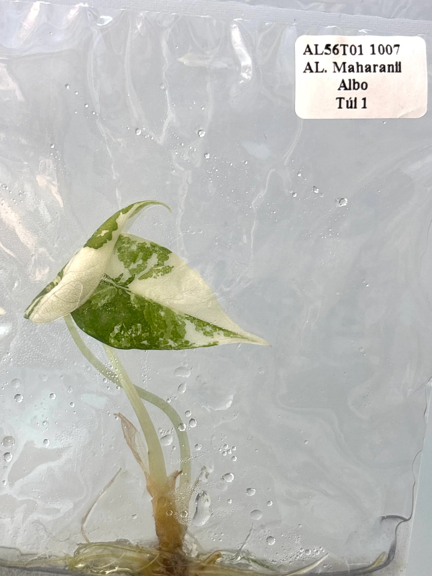 Alocasia Maharani Albo Variegated (Tissue Culture）