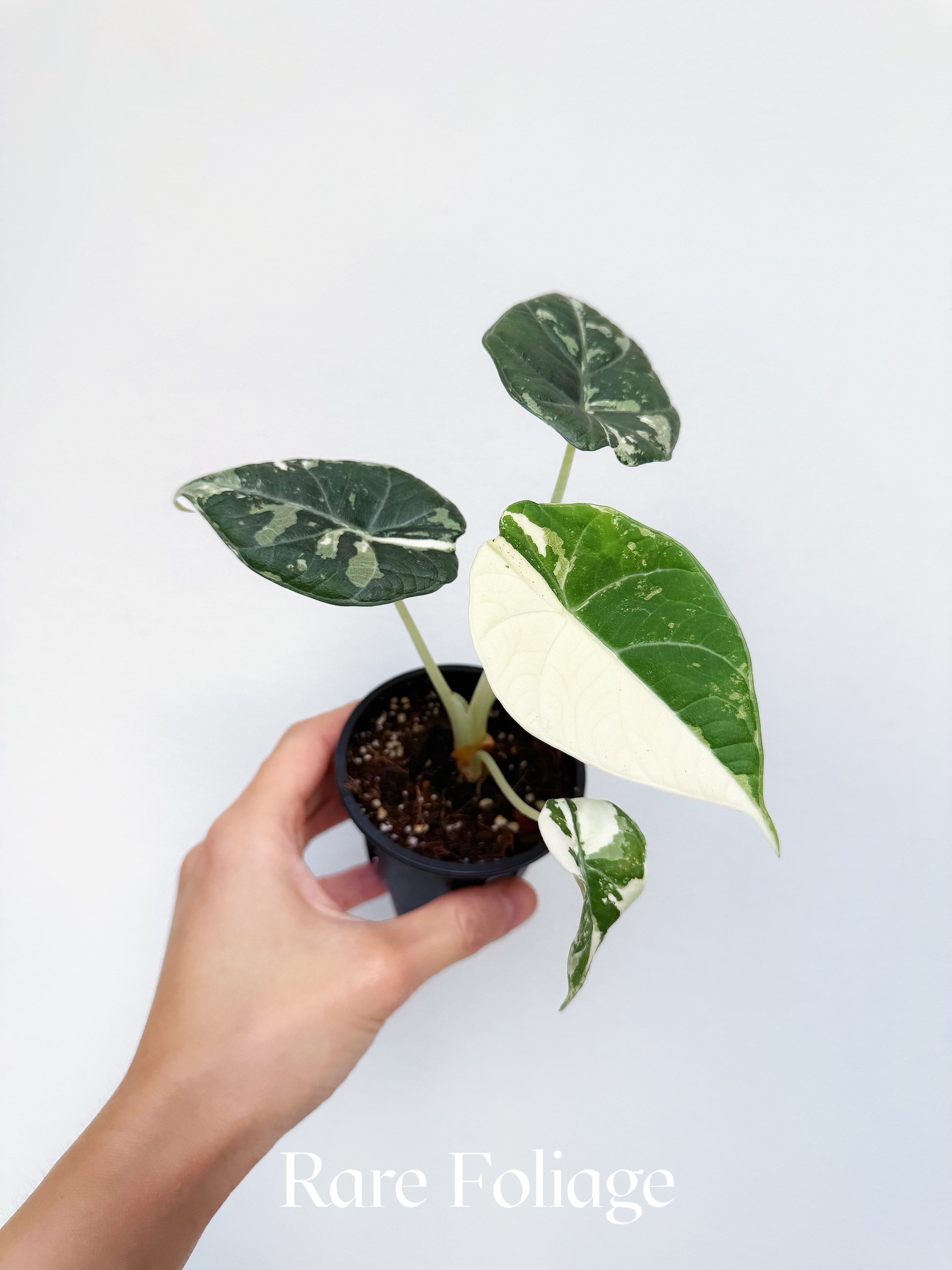Alocasia Maharani Albo Variegated 3” Exact Plant – Rare Foliage