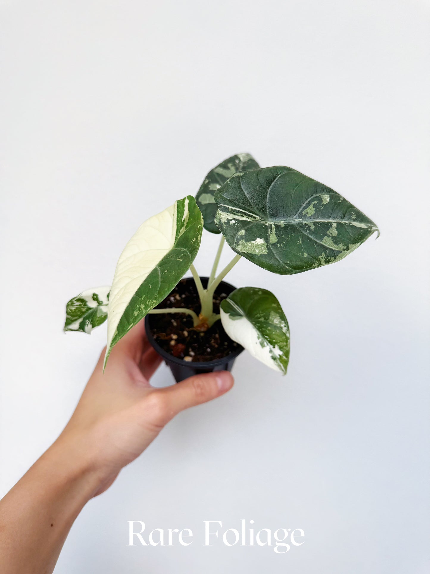 Alocasia Maharani Albo Variegated 3” Exact Plant