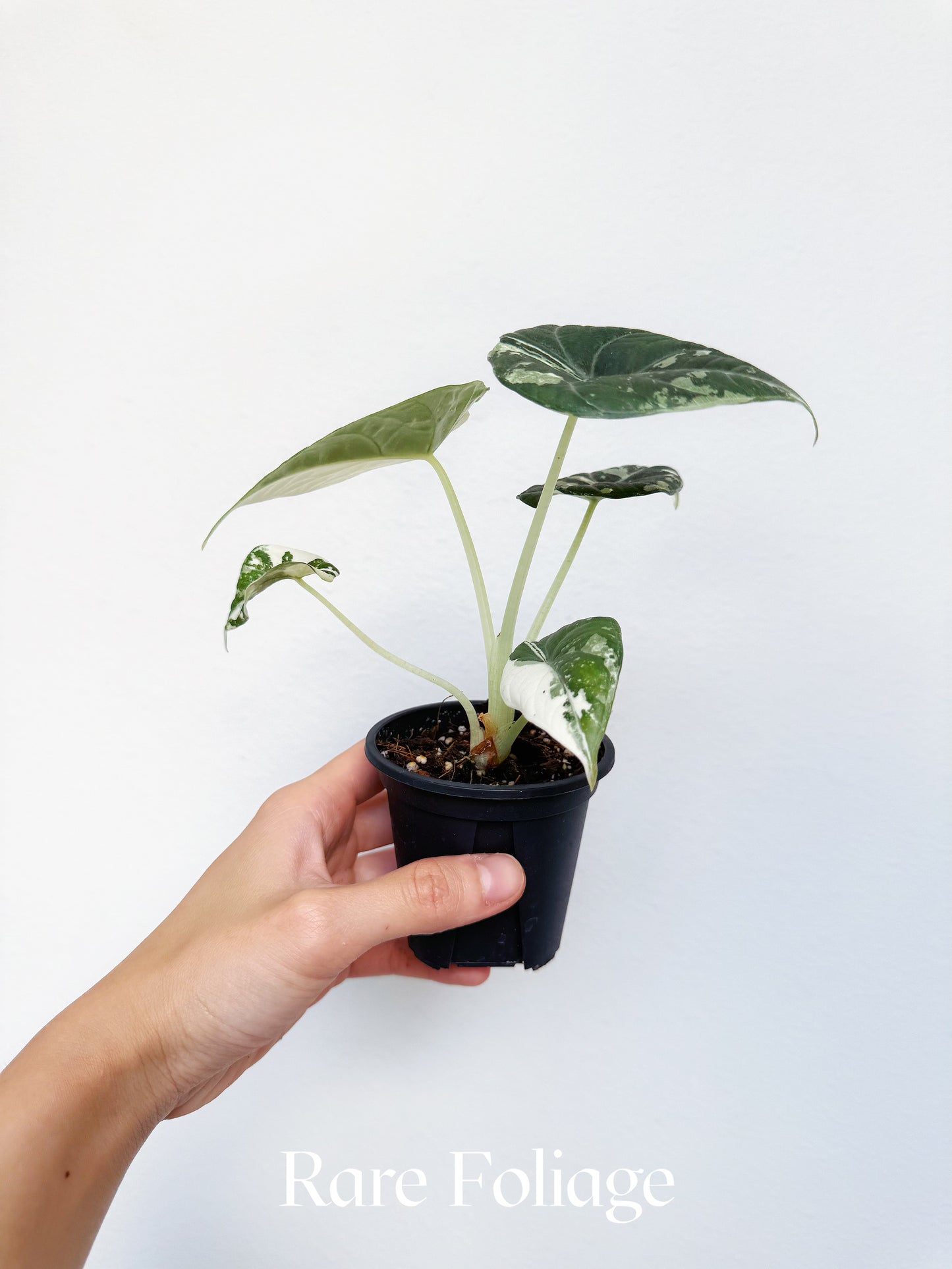 Alocasia Maharani Albo Variegated 3” Exact Plant