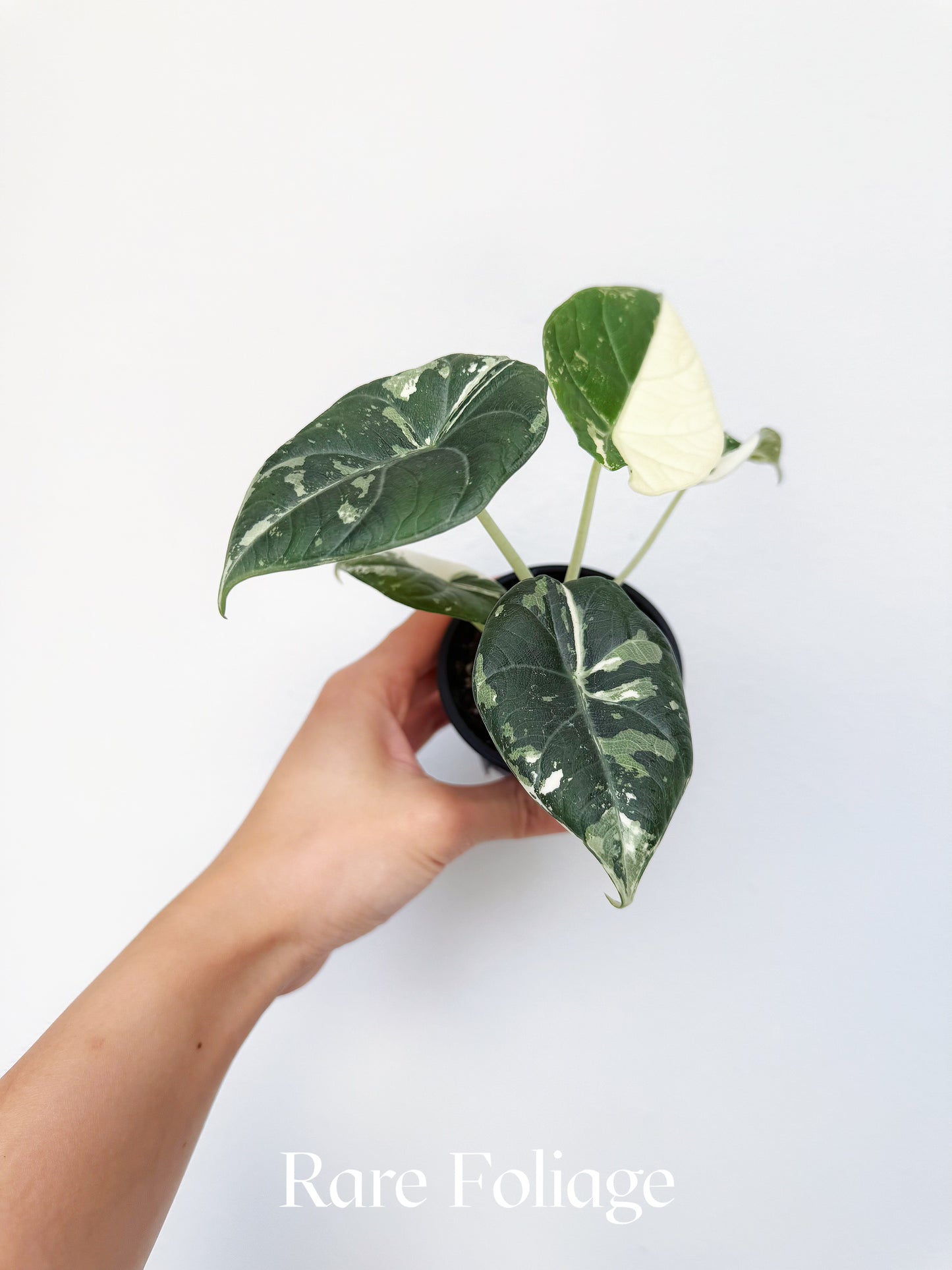 Alocasia Maharani Albo Variegated 3” Exact Plant