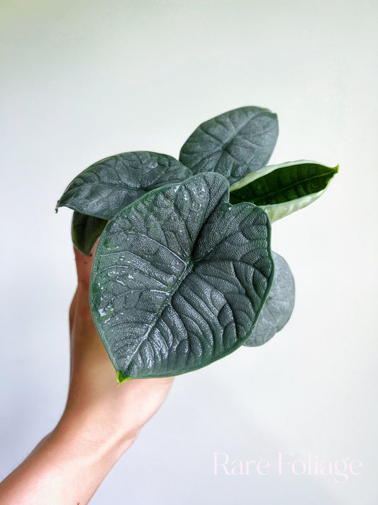 Alocasia Melo 4" - US SELLER