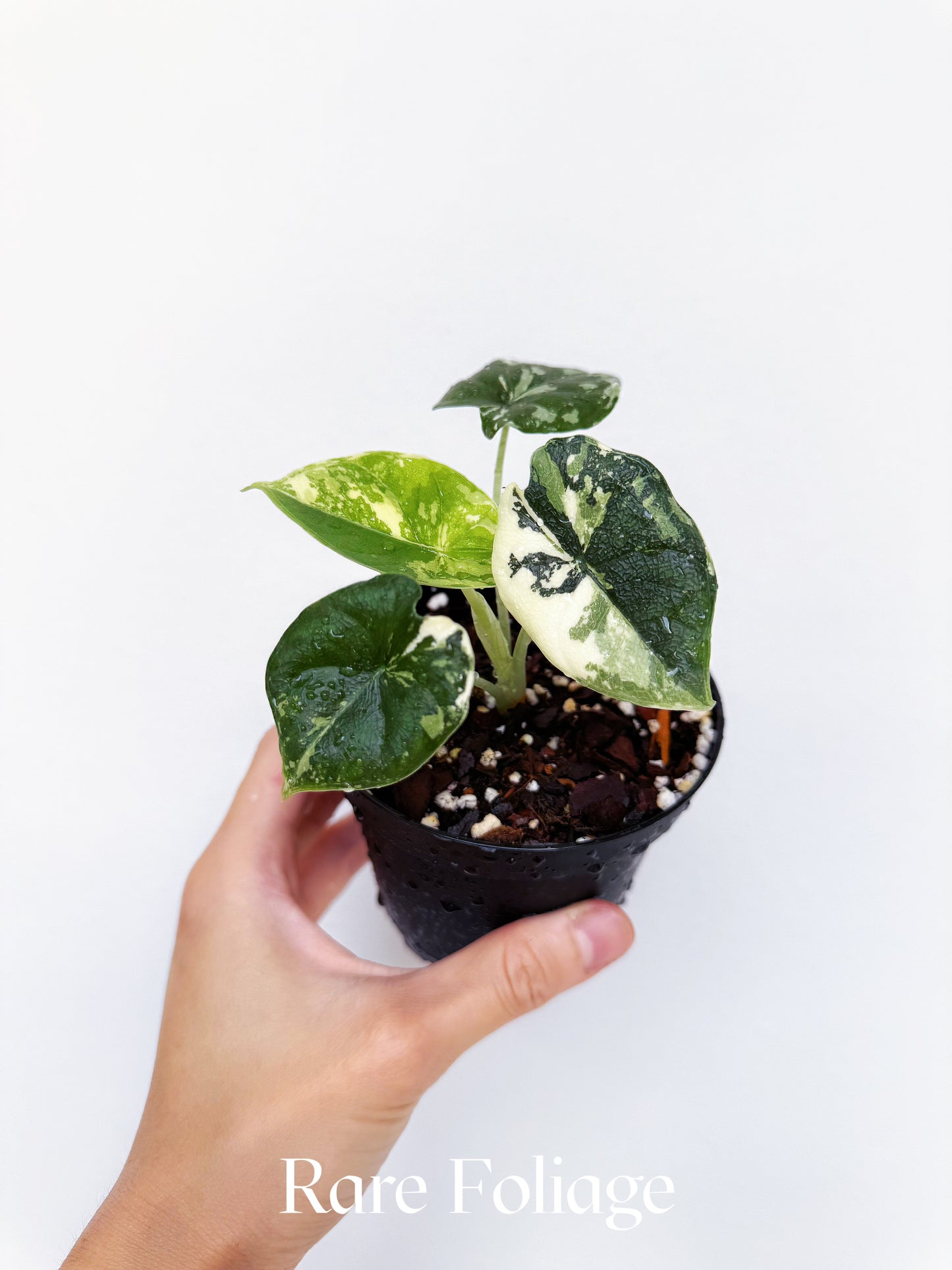 Alocasia Melo Albo Variegated 4”