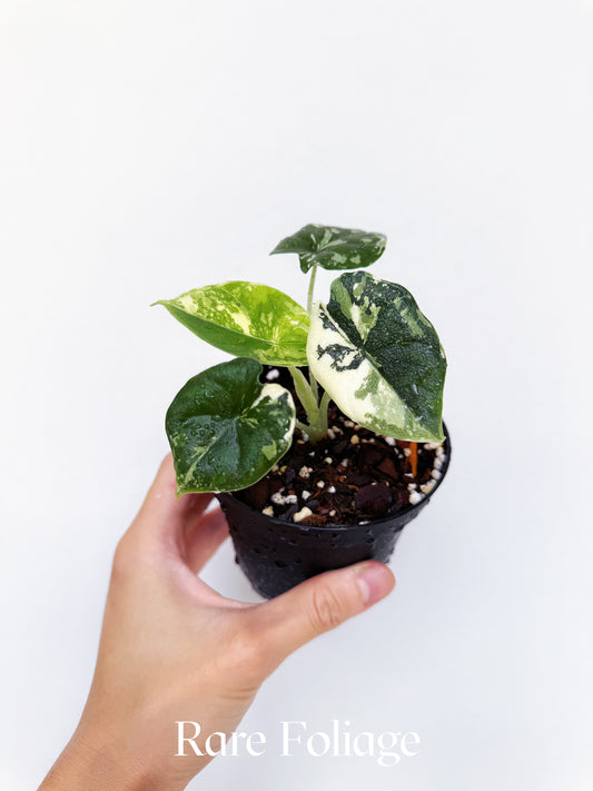 Alocasia Melo Albo Variegated 4”