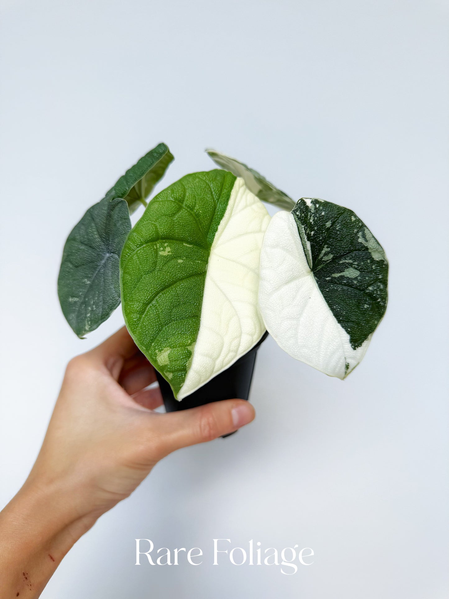 Alocasia Melo Albo Variegated 3” Exact Plant