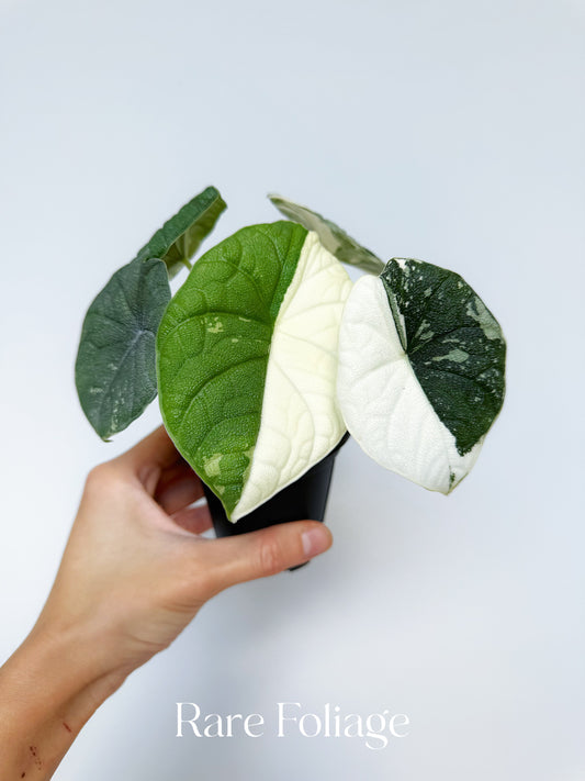 Alocasia Melo Albo Variegated 3” Exact Plant
